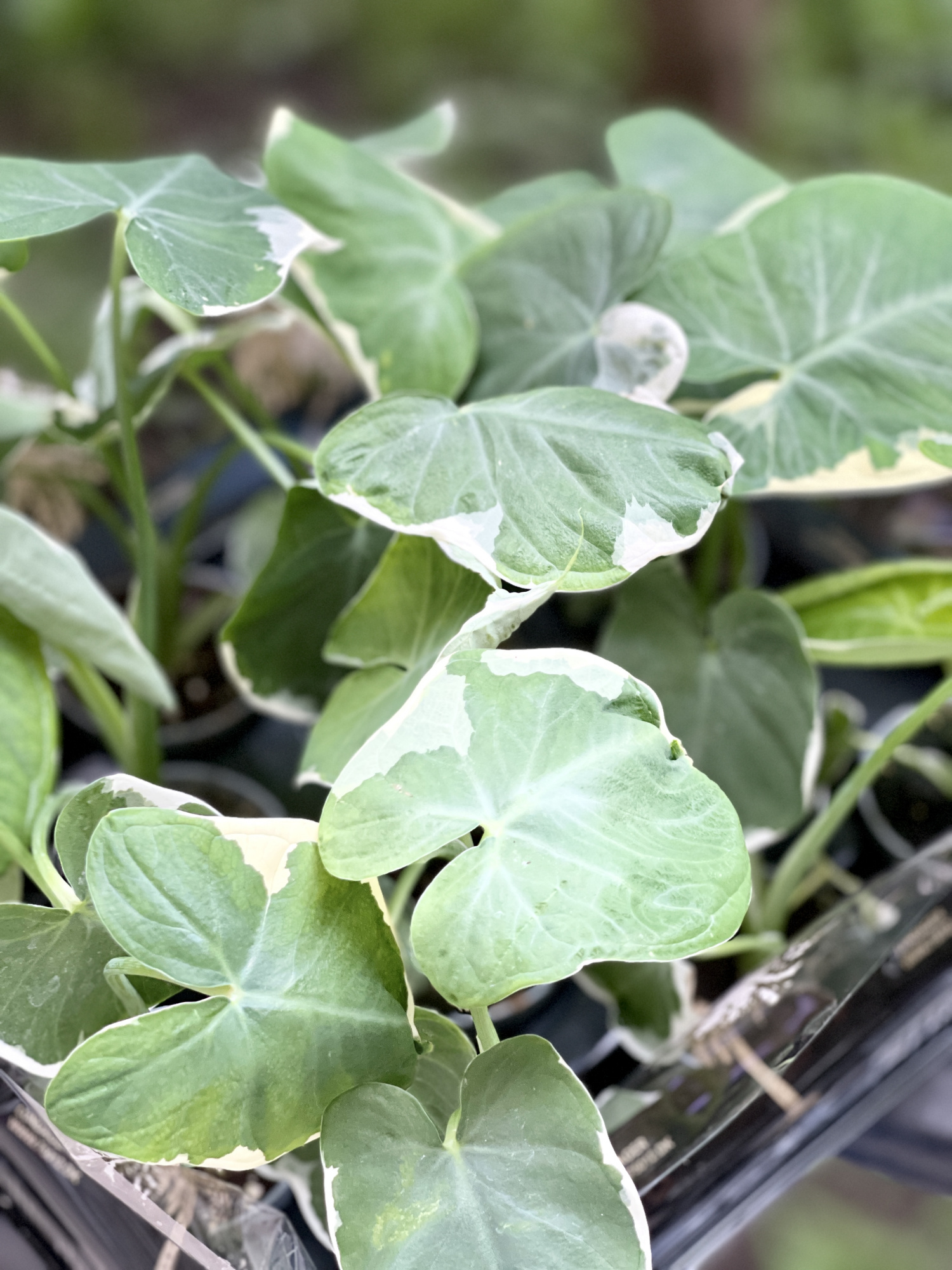 Алоказия Ксантозома Микки Маус (Alocasia Xanthosoma Mickey Mouse) D6см