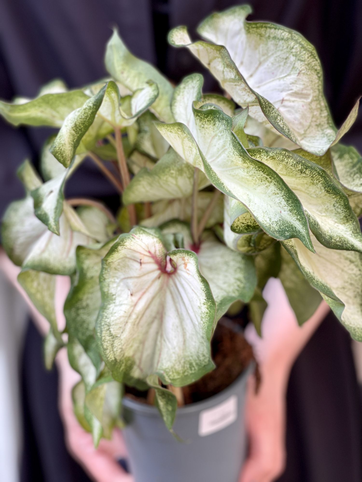 Каладиум Вайт (Caladium White) D12см