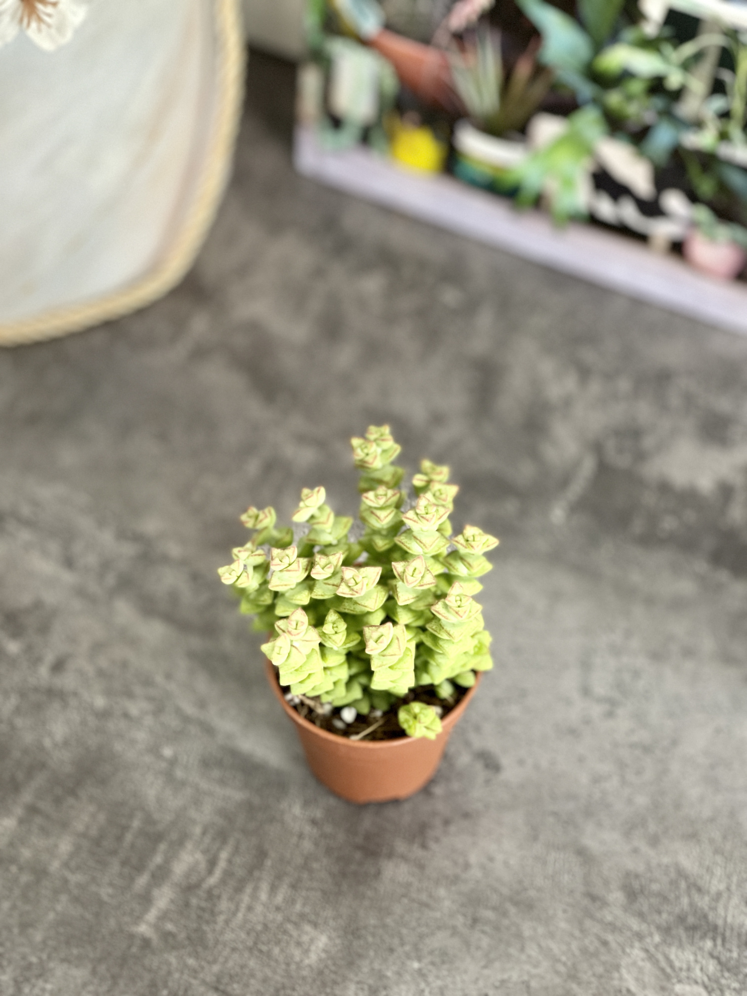 Крассула Рупестрис Том Тумб (Crassula Tom Thumb) D5см