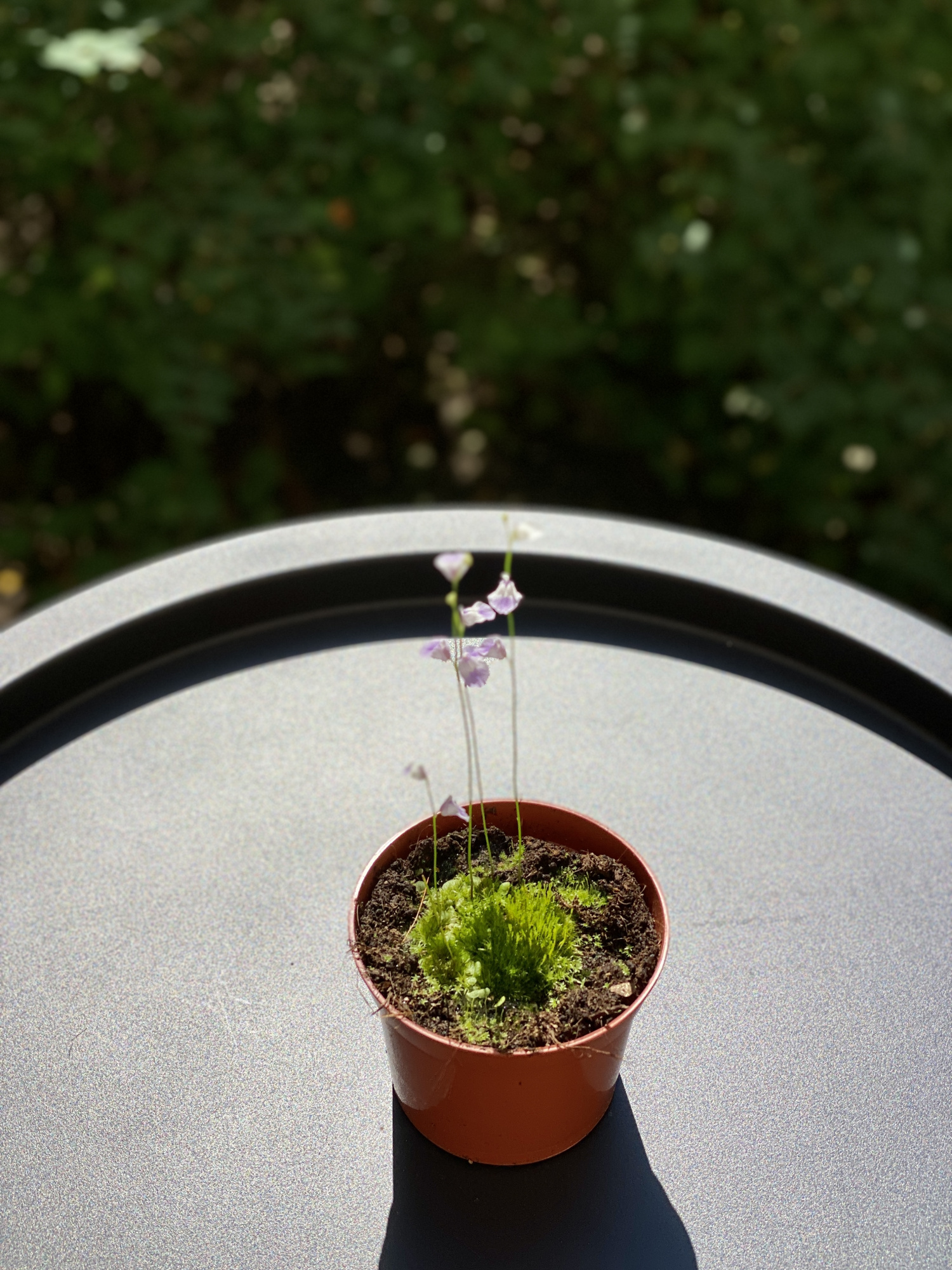Пузырчатка Свинцовая, или Утрикулярия Ливида  (Utricularia Livida) D9см
