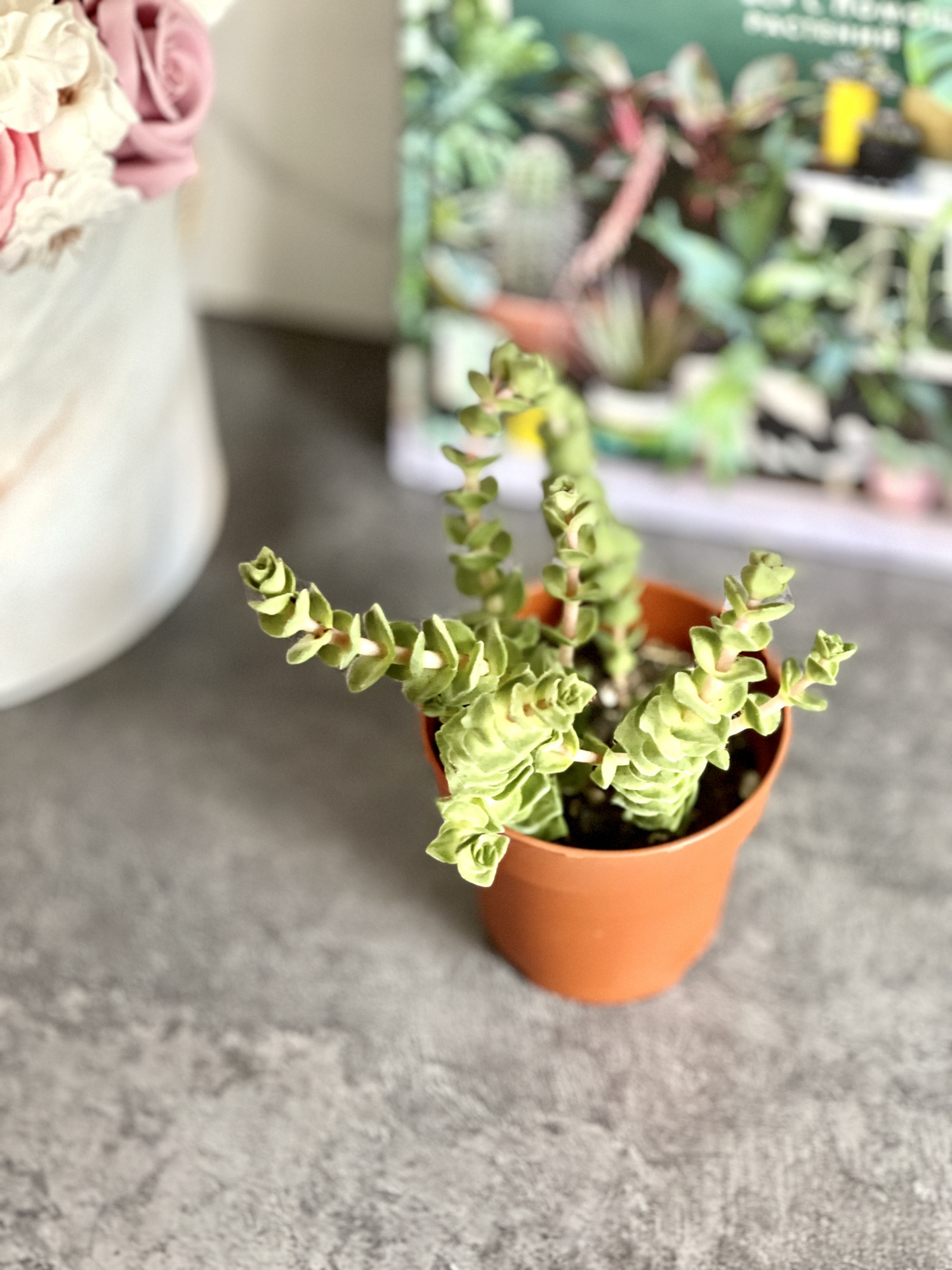 Крассула Грин Пагода (Crassula Green Pagoda) D8,5см