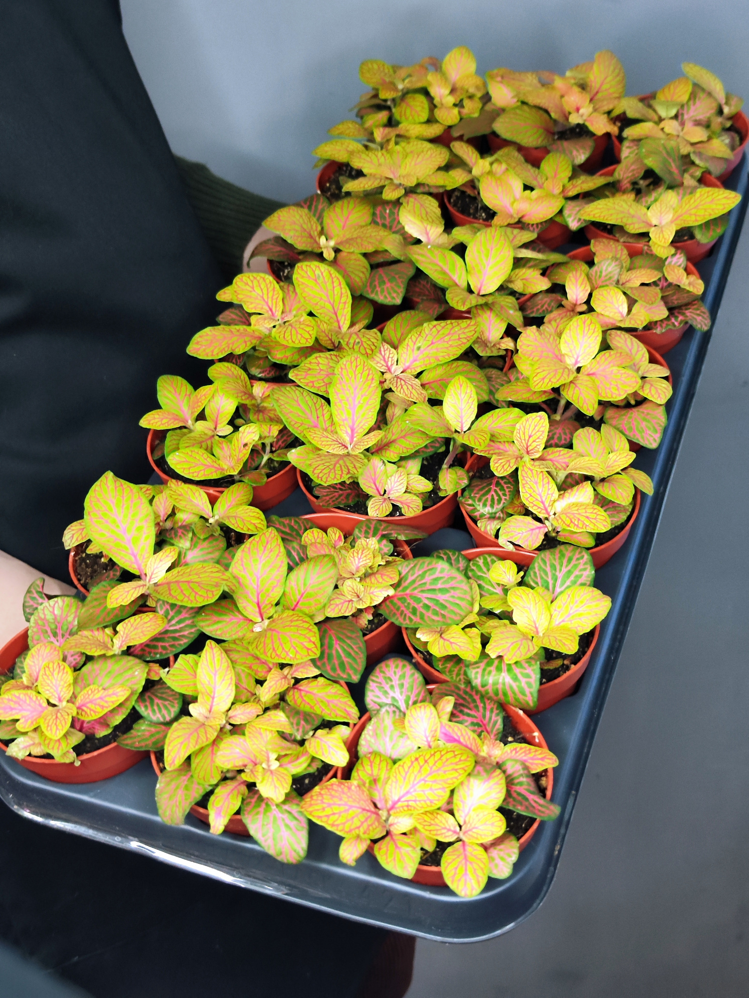 Фиттония Скелетон (Fittonia Skeleton) D8,5см