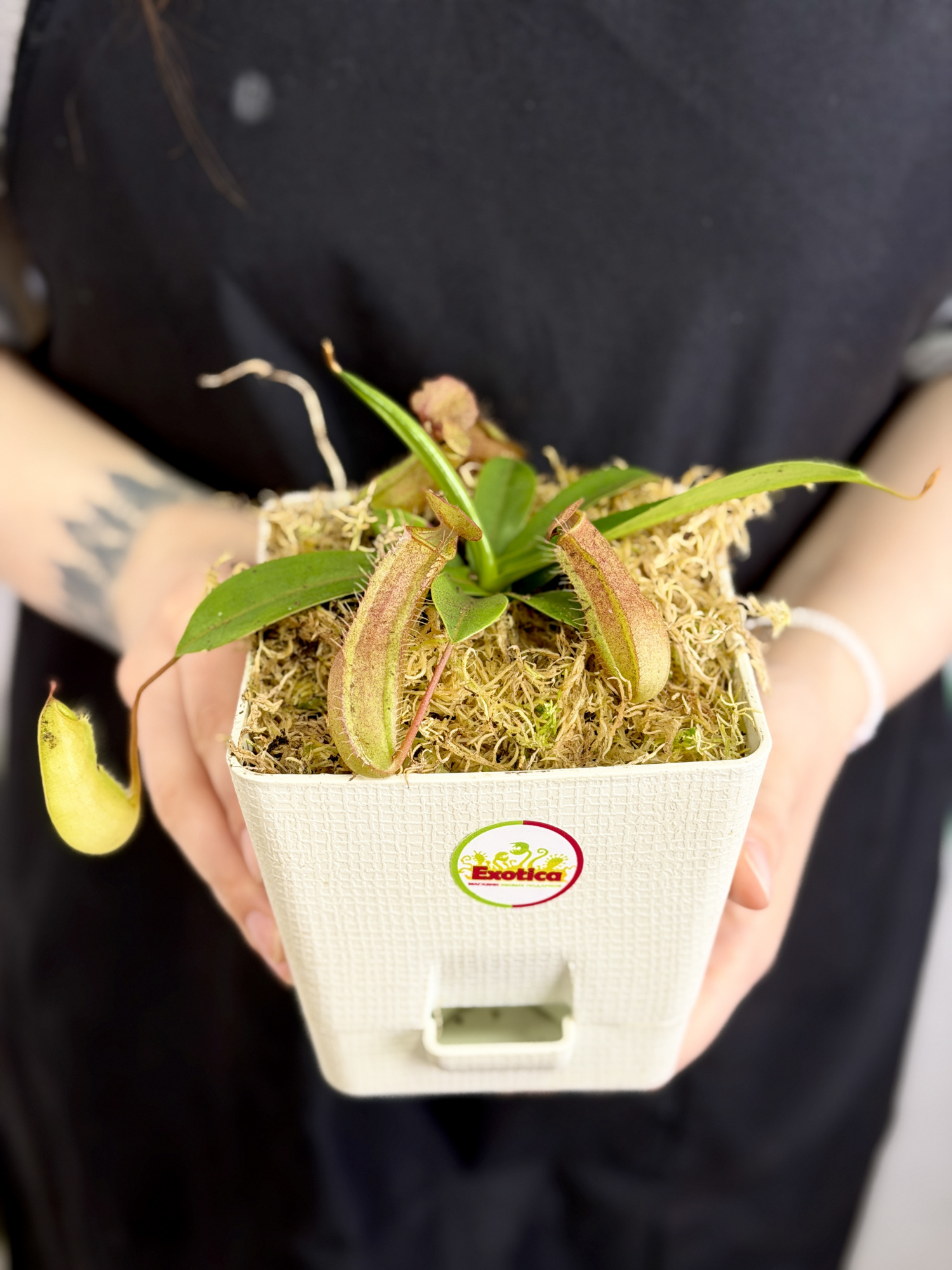 Непентес Линда (Nepenthes Linda), пересаженный D12см