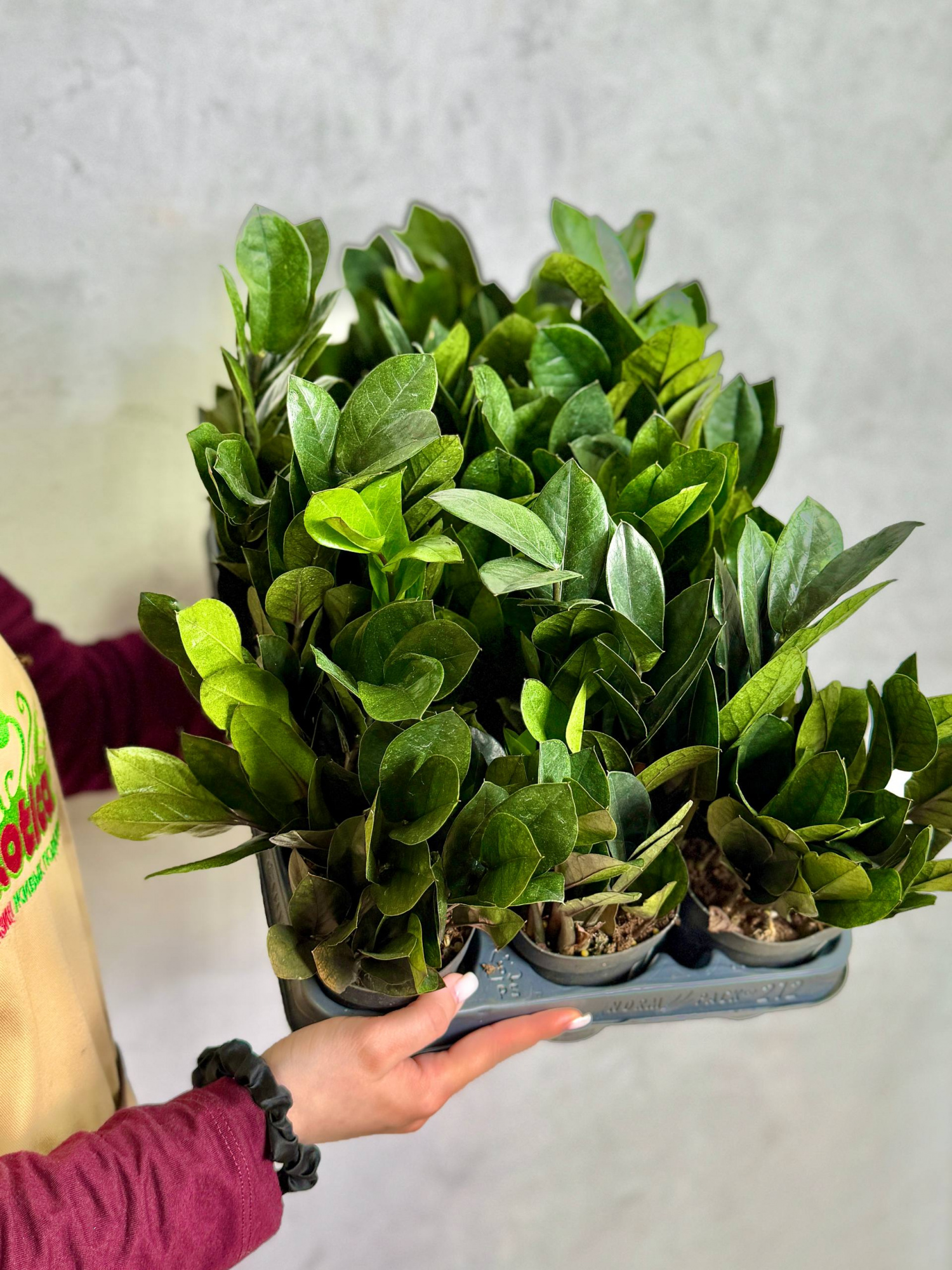 Замиокулькас Равен (Zamioculcas Raven) D9см