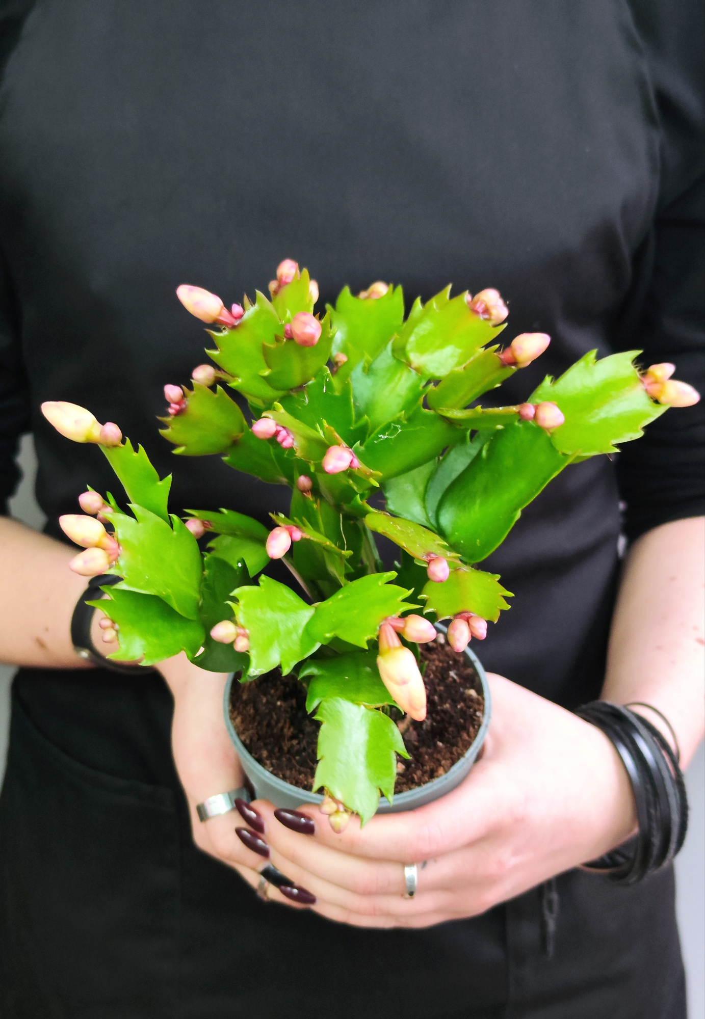 Декабрист Желтый, или Шлюмбергера (Schlumbergera Tendenza Yellow) D9см