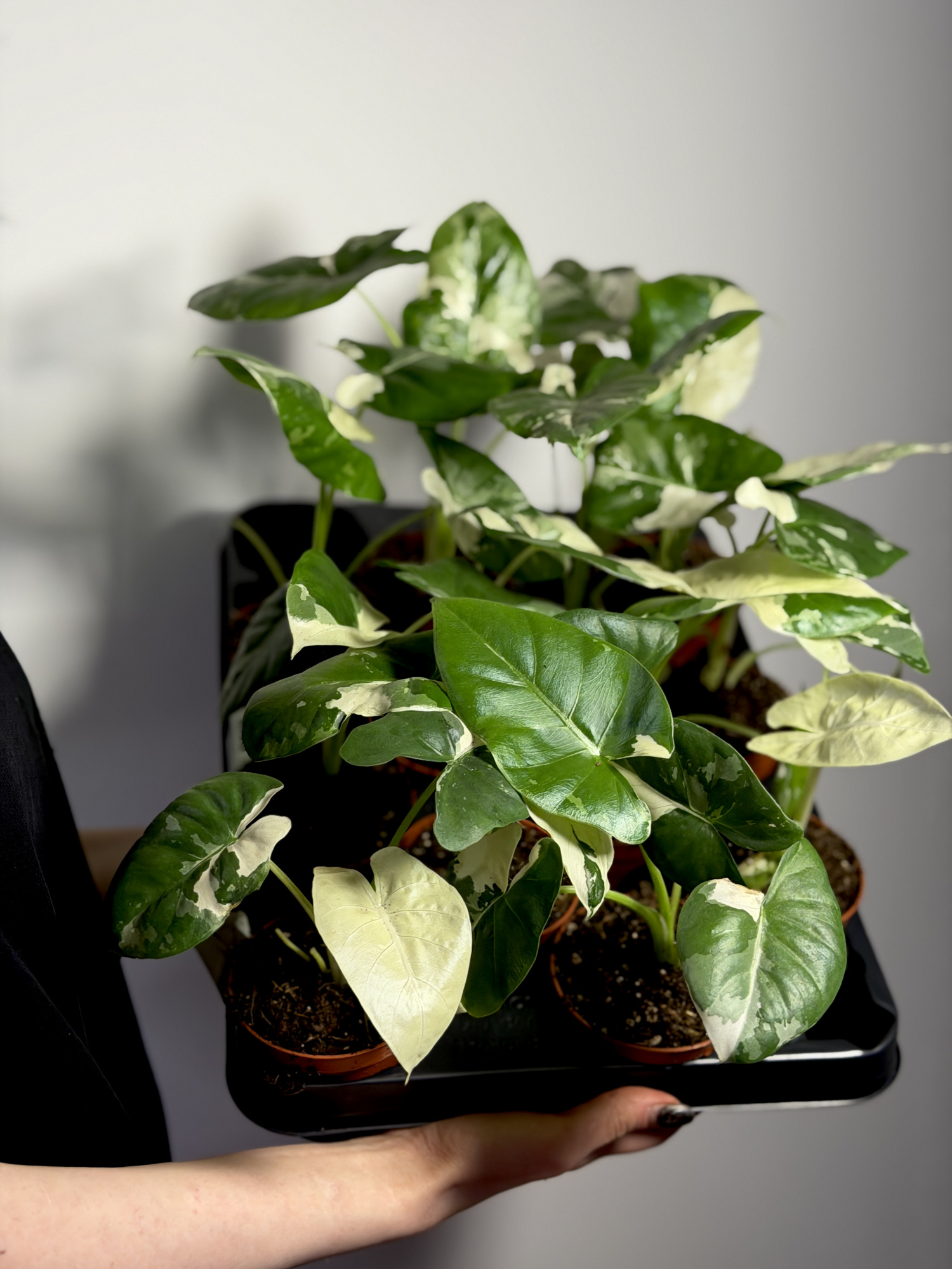 Алоказия Макрориза Вариегатная (Alocasia Macrorrhiza Variegata) D9см