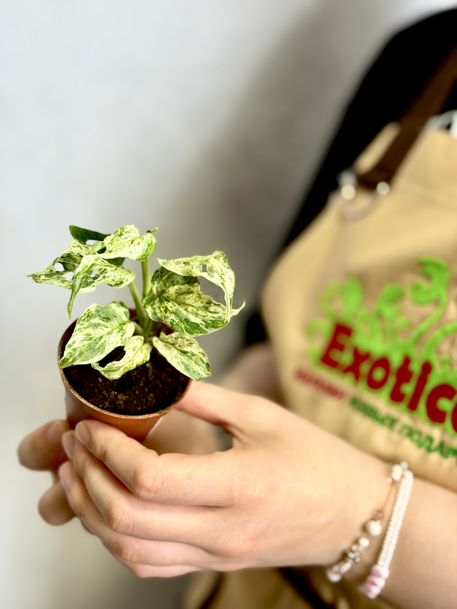 Монстера Фрозен Фреклес (Monstera Adansonii Frozen Freckles) D6см