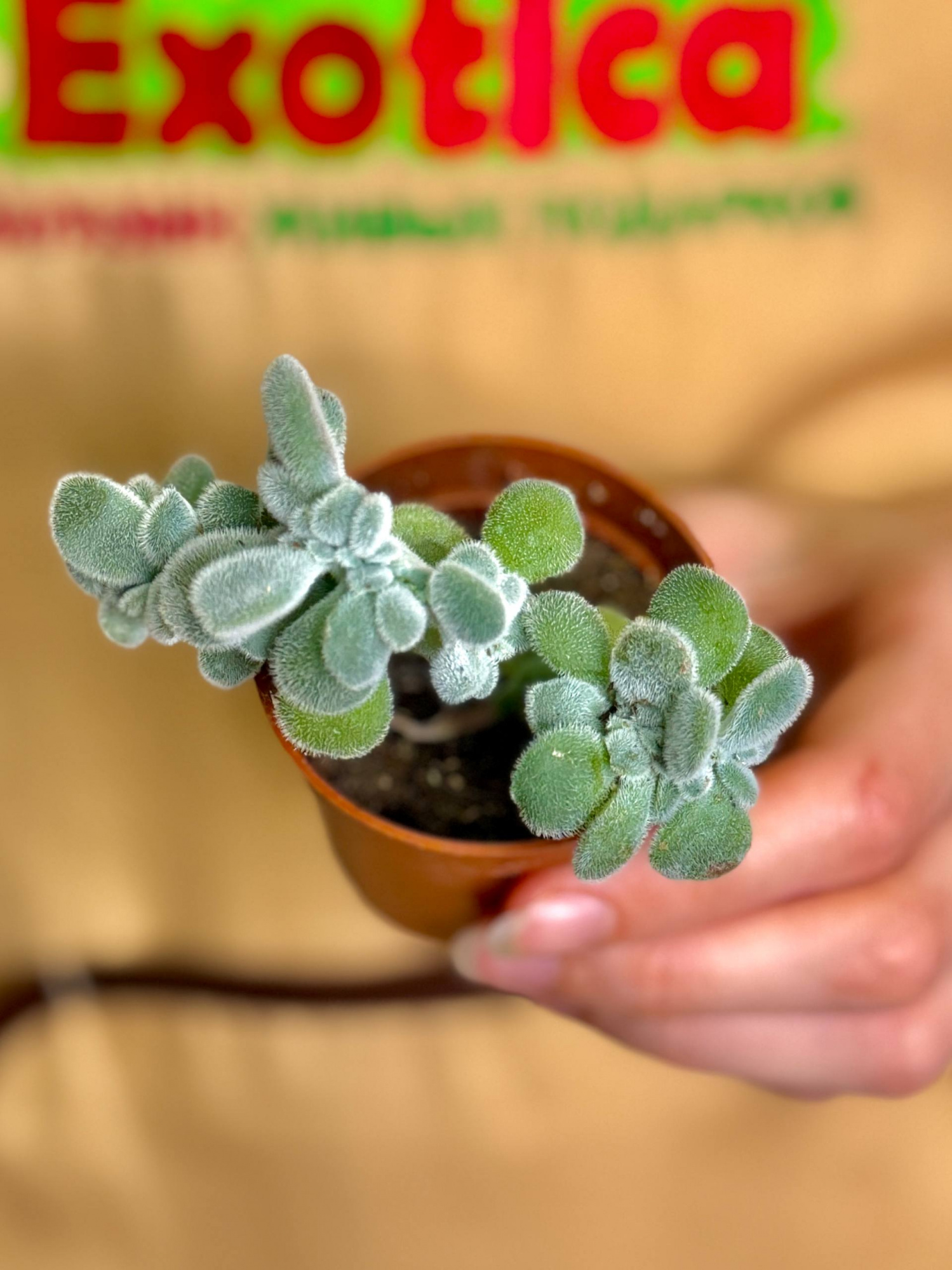 Эхеверия Пульвината Фрости Кристата (Echeveria Pulvinata Frosty Cristata) D5см