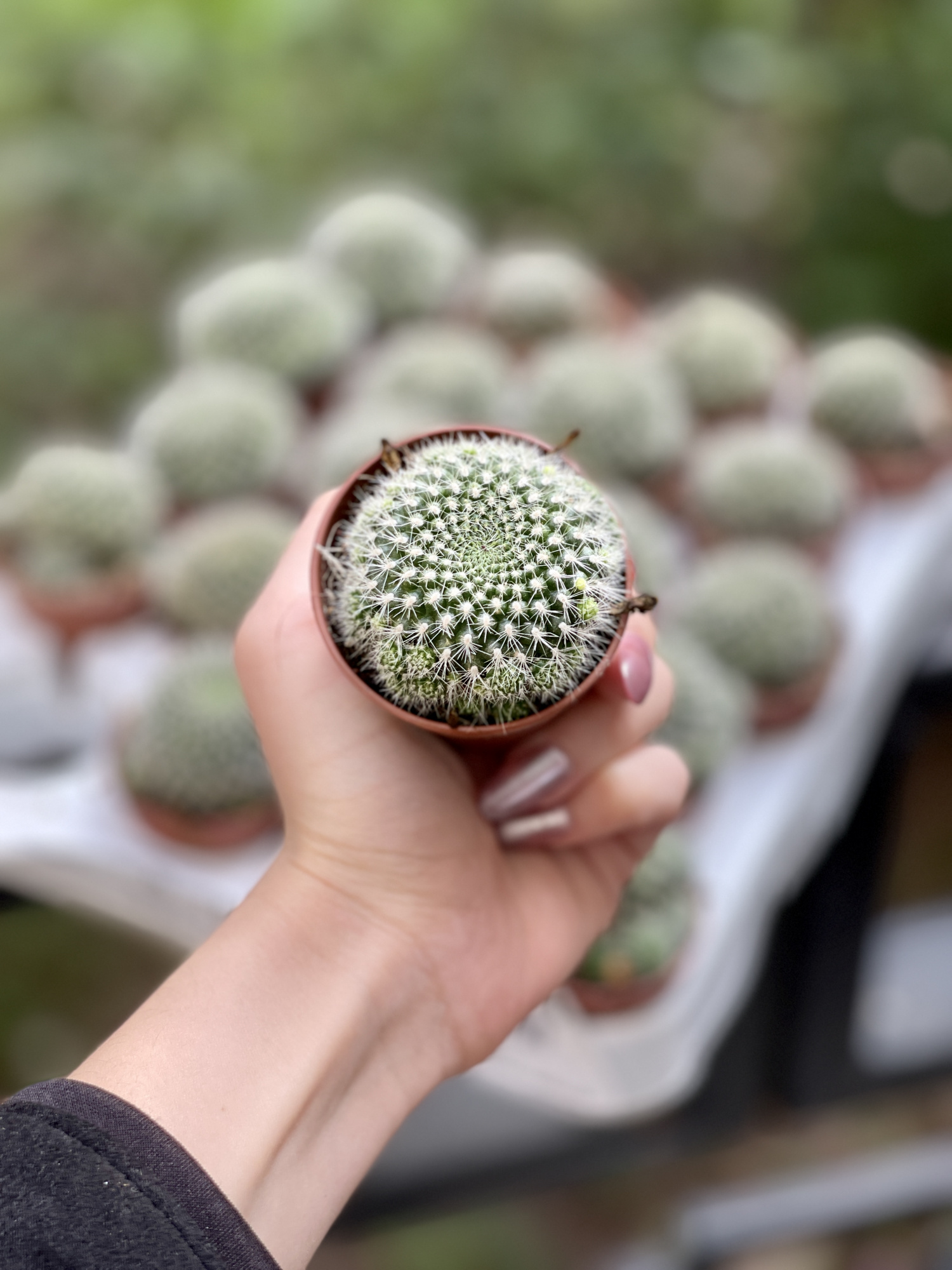 Кактус Ребуция Краинциана, Красная (Rebutia Krainziana) D5см