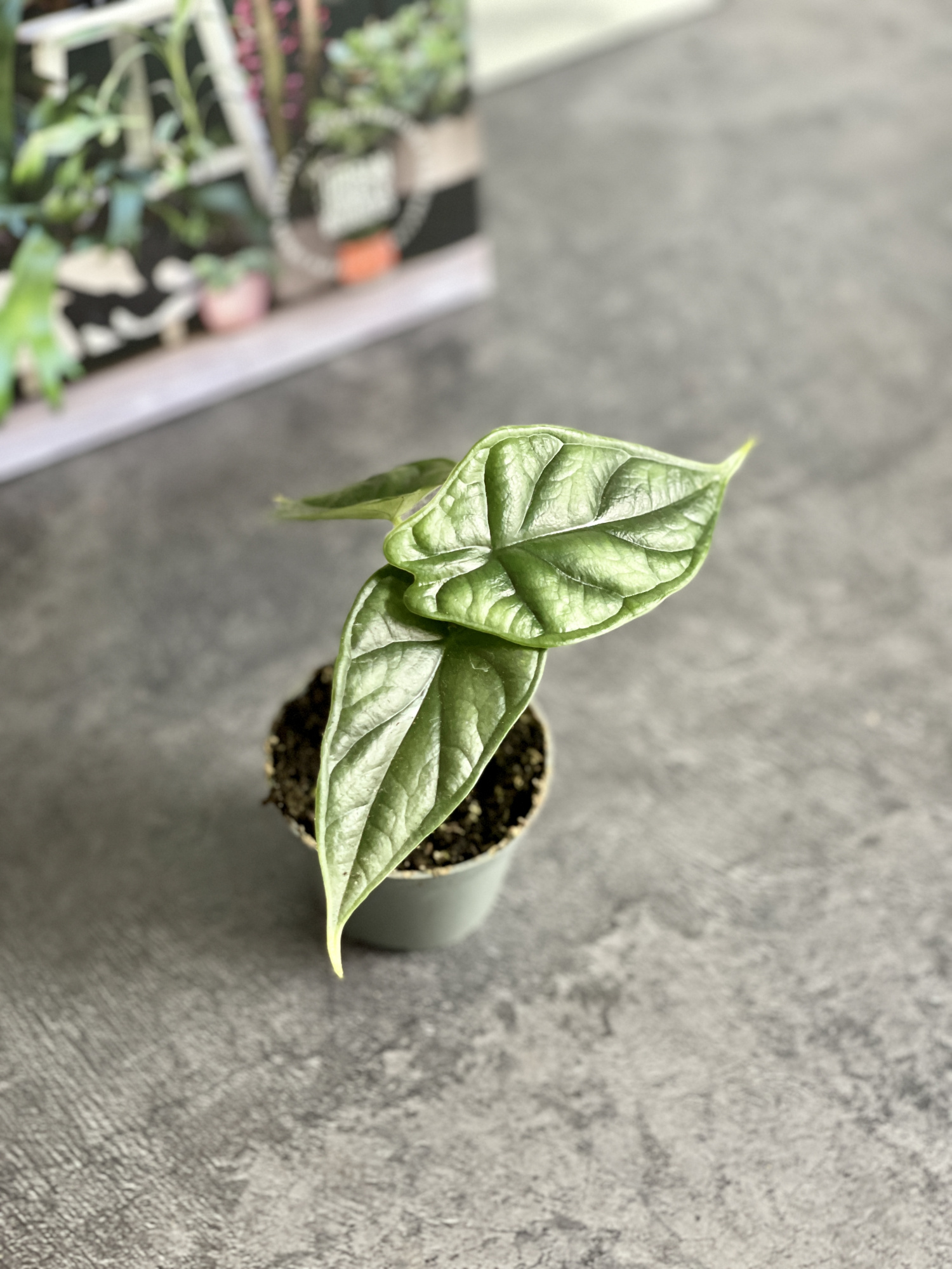 Алоказия Драгон Скейл (Alocasia Dragon Scale) D6см