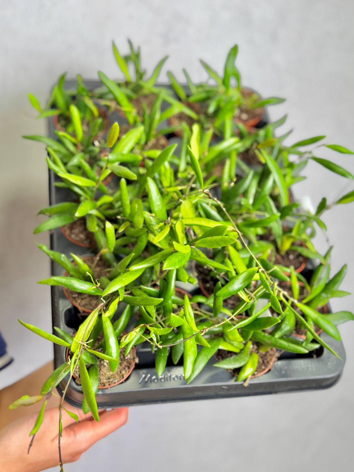 Хойя Лохери (Hoya Loheri) D8см