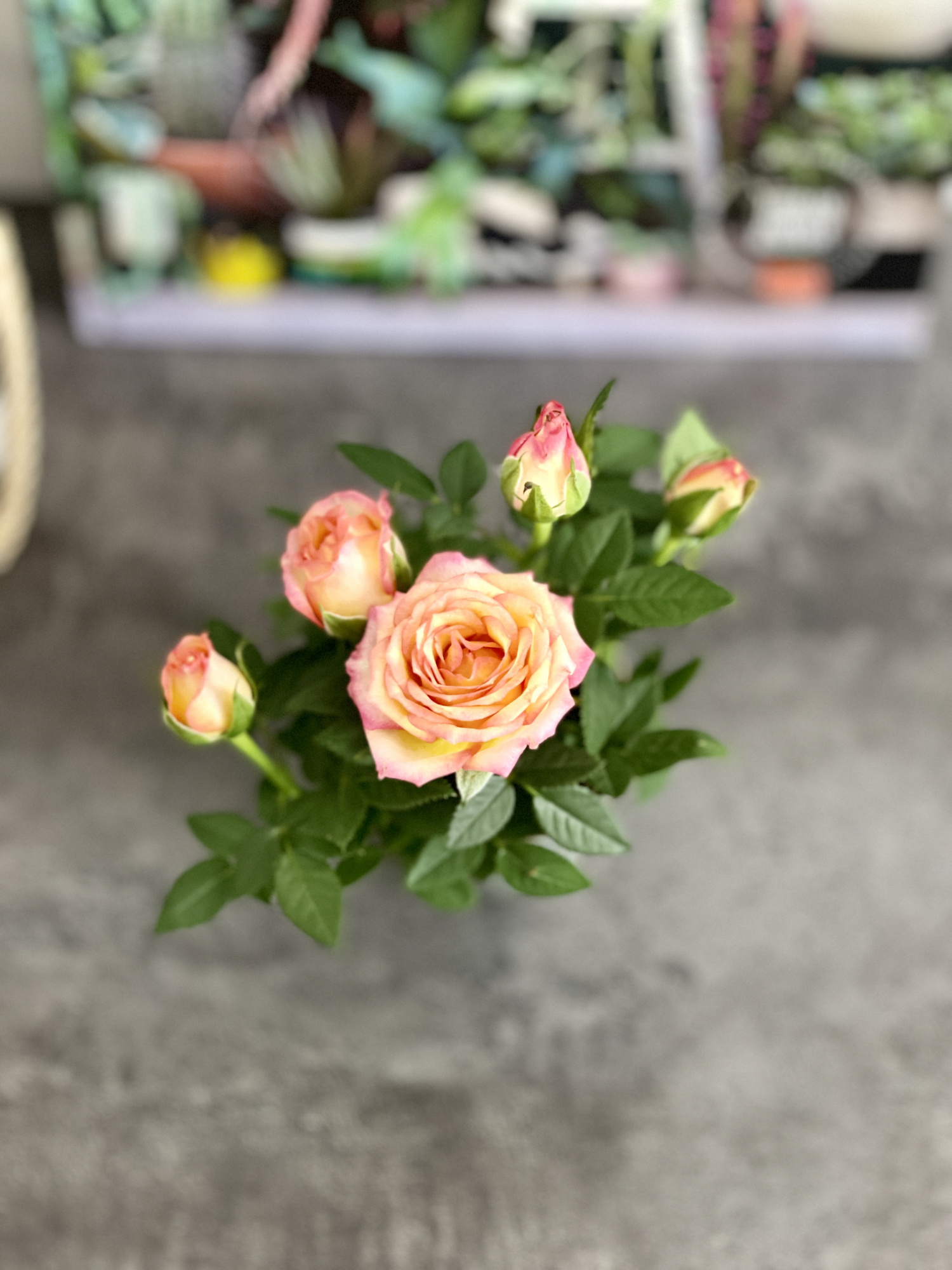 Роза Даника комнатная Метеор (Rosa Danica "Meteor") D6см