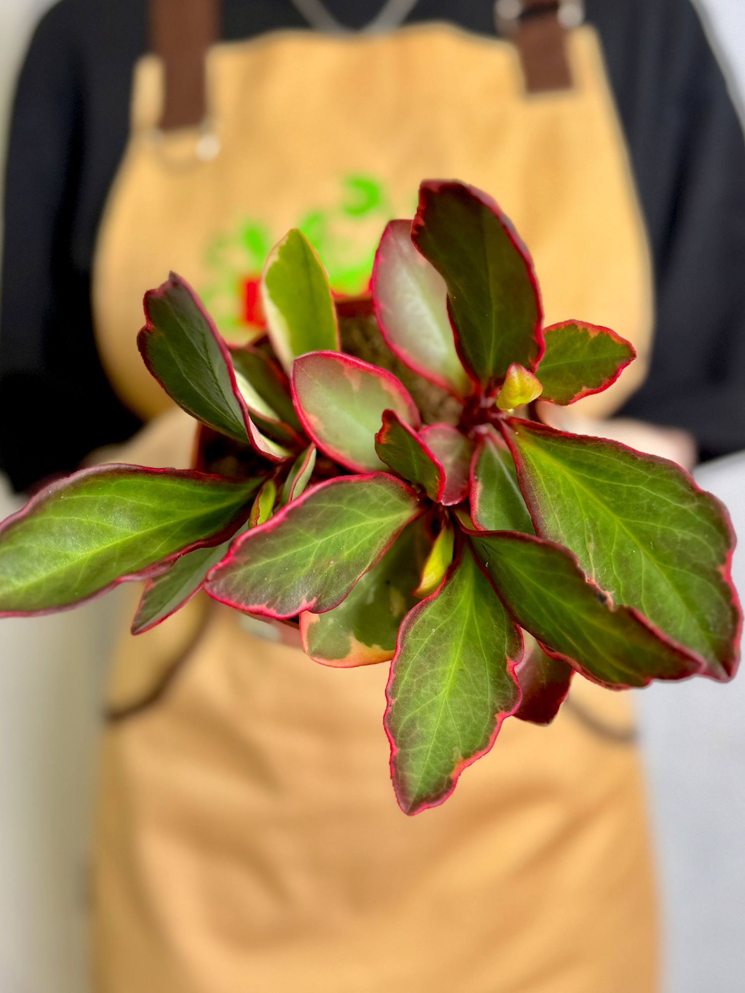 Пеперомия Клузиелистная Джелли (Peperomia Clusiifolia Jellie) D12см