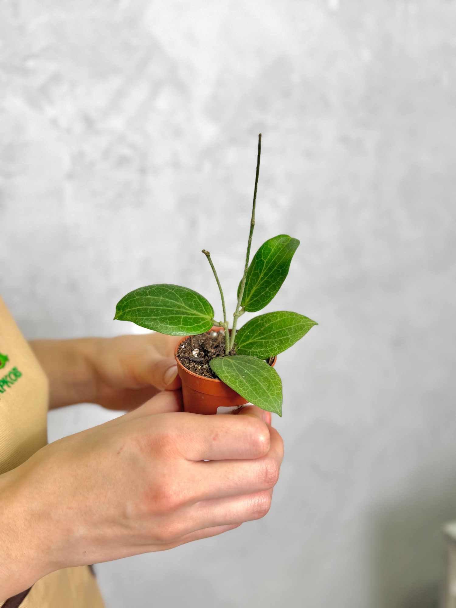 Хойя Фитчи (Hoya Fitchii) D6см