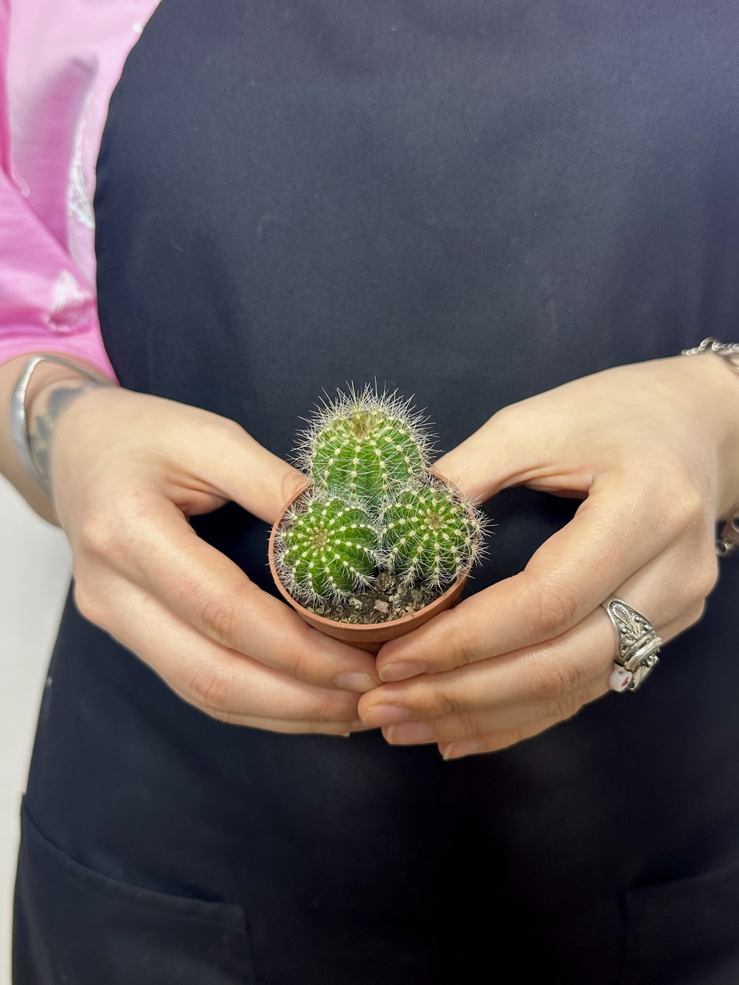 Нотокактус Вараси Груп (Notocactus Warasii Group) D5см