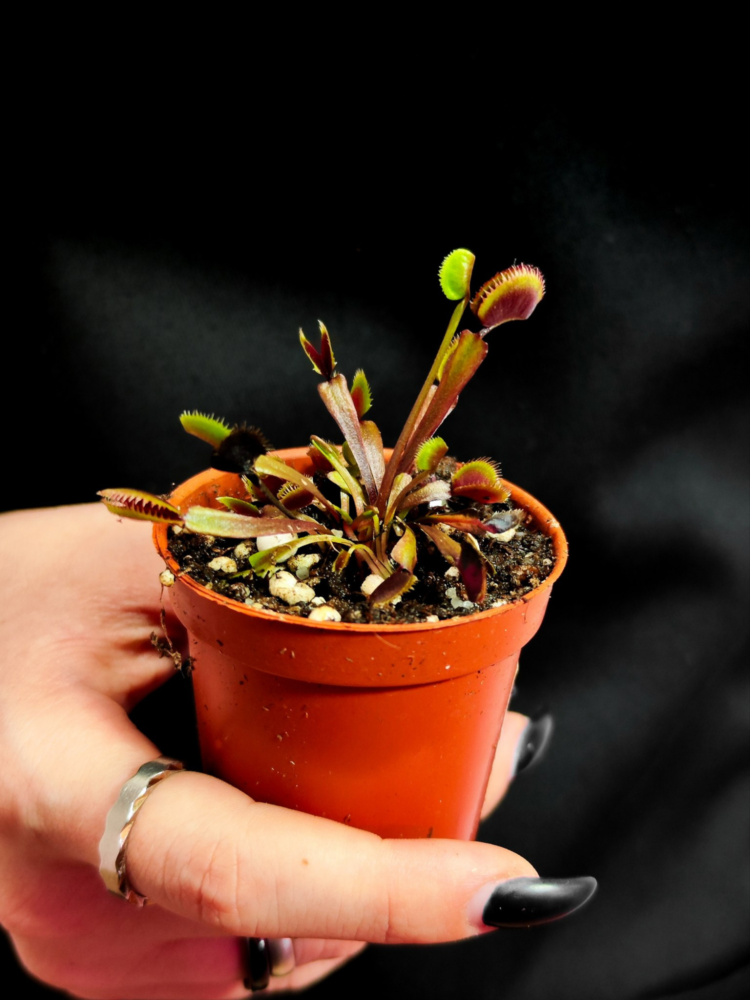 Венерина Мухоловка Голд Страйк (Dionaea Muscipula Gold Strike) D5см