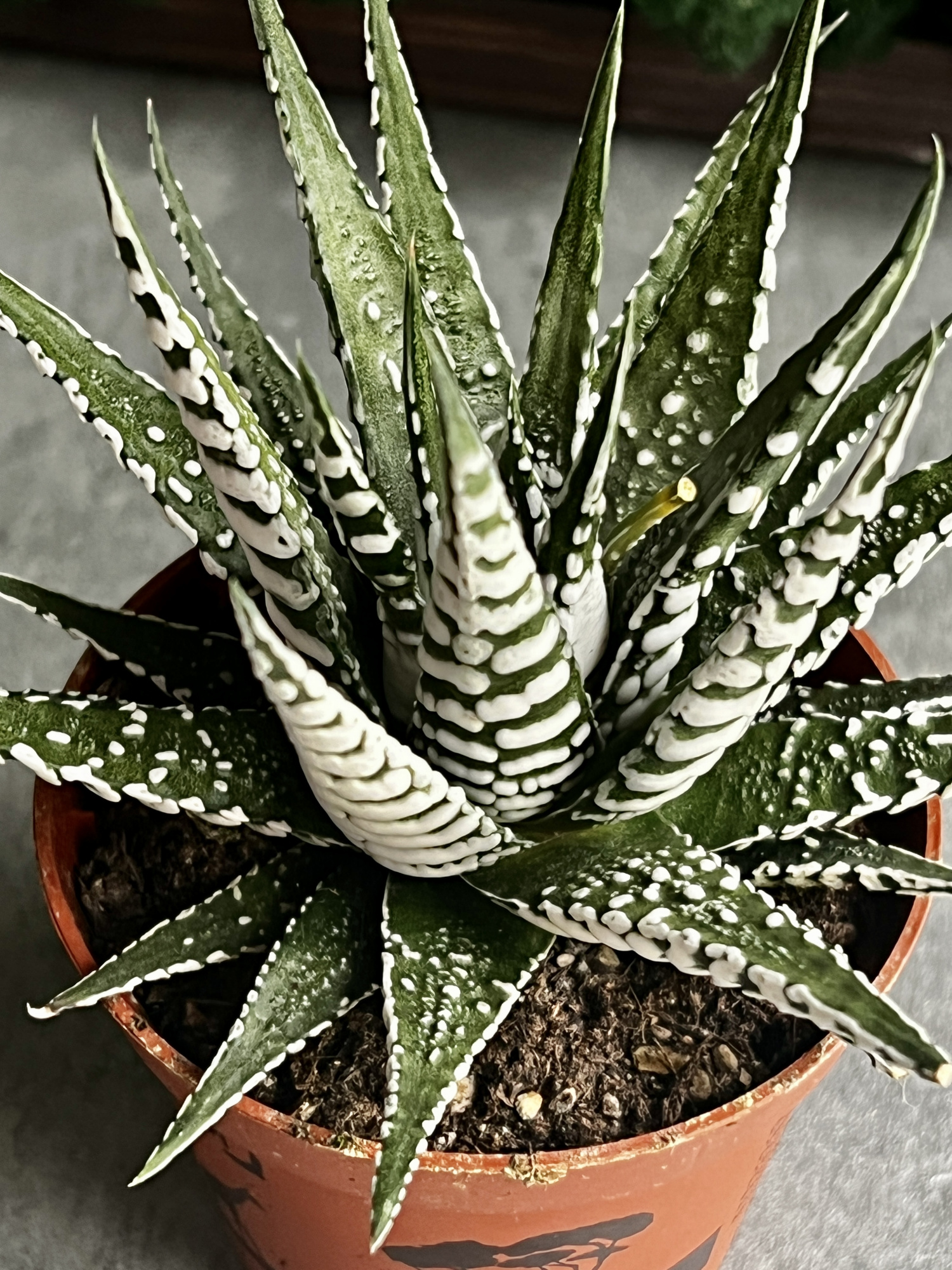 Хавортия Фасциата Альба (Haworthia Fasciata Alba) D8см