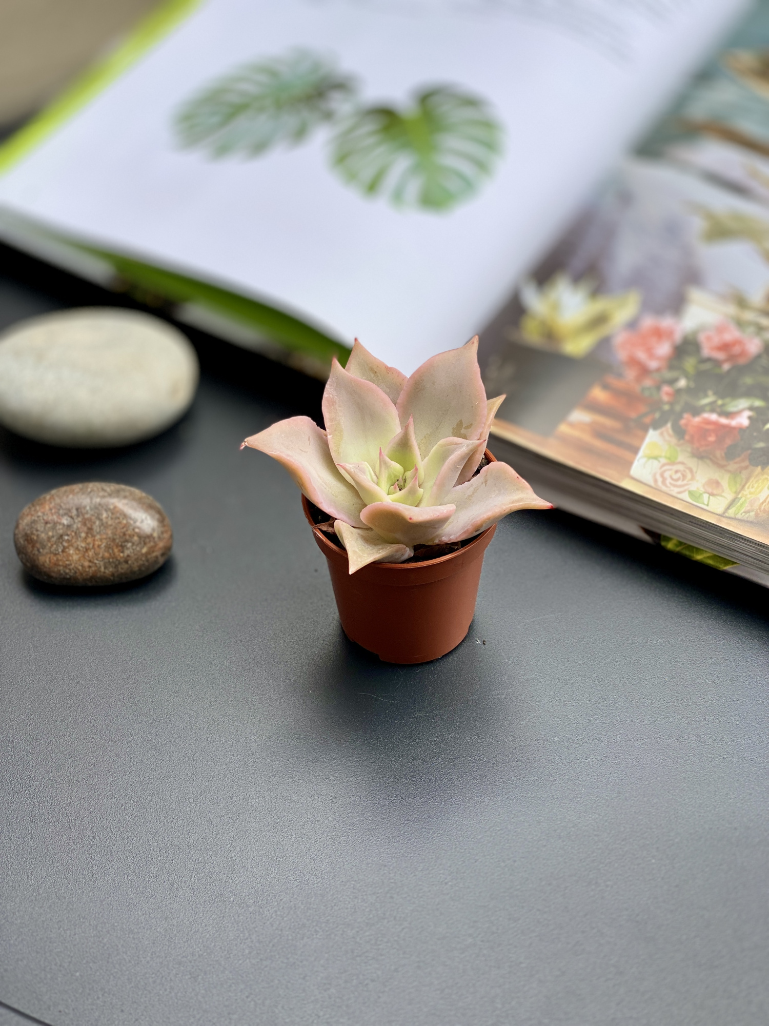 Эхеверия Мадиба (Echeveria Madiba) D5см