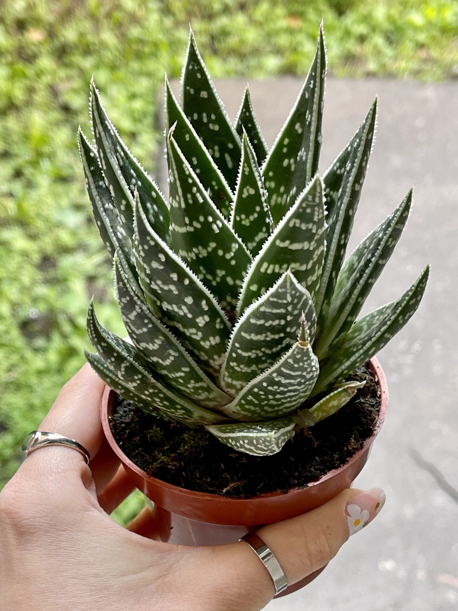 Алоэ Интерстеллар (Aloe Interstellar) D8см
