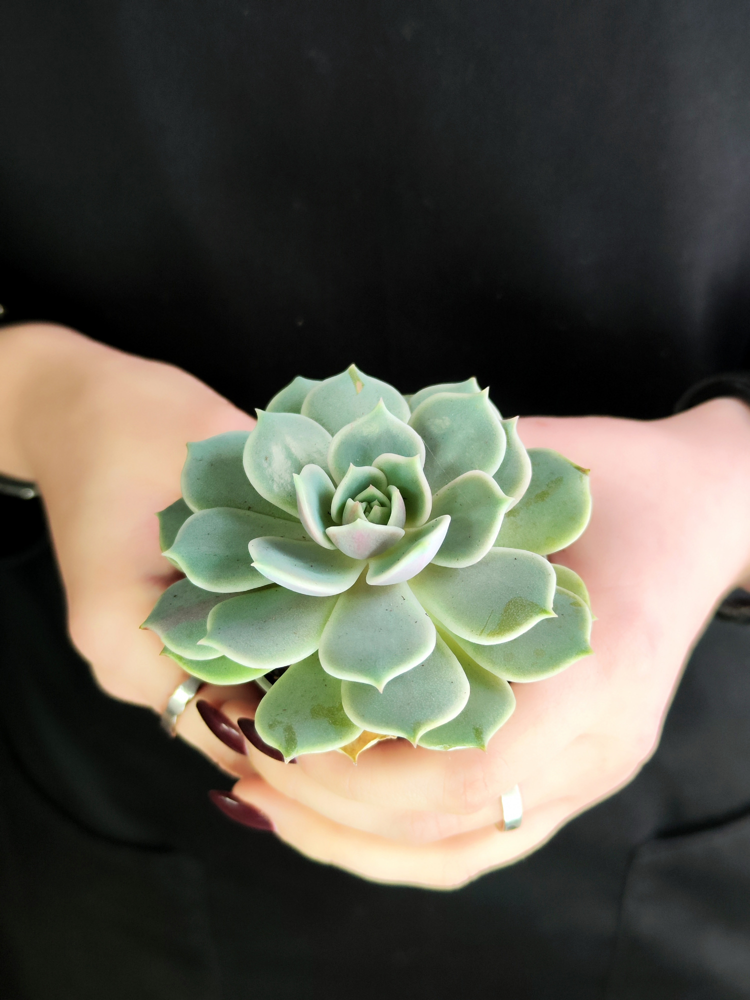 Эхеверия Лола (Echeveria Lola) D5см