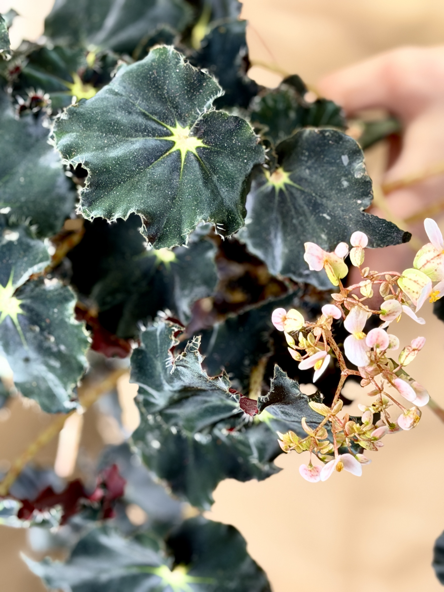 Бегония Черная Мамба (Begonia Rex Dark Mambo) D12см
