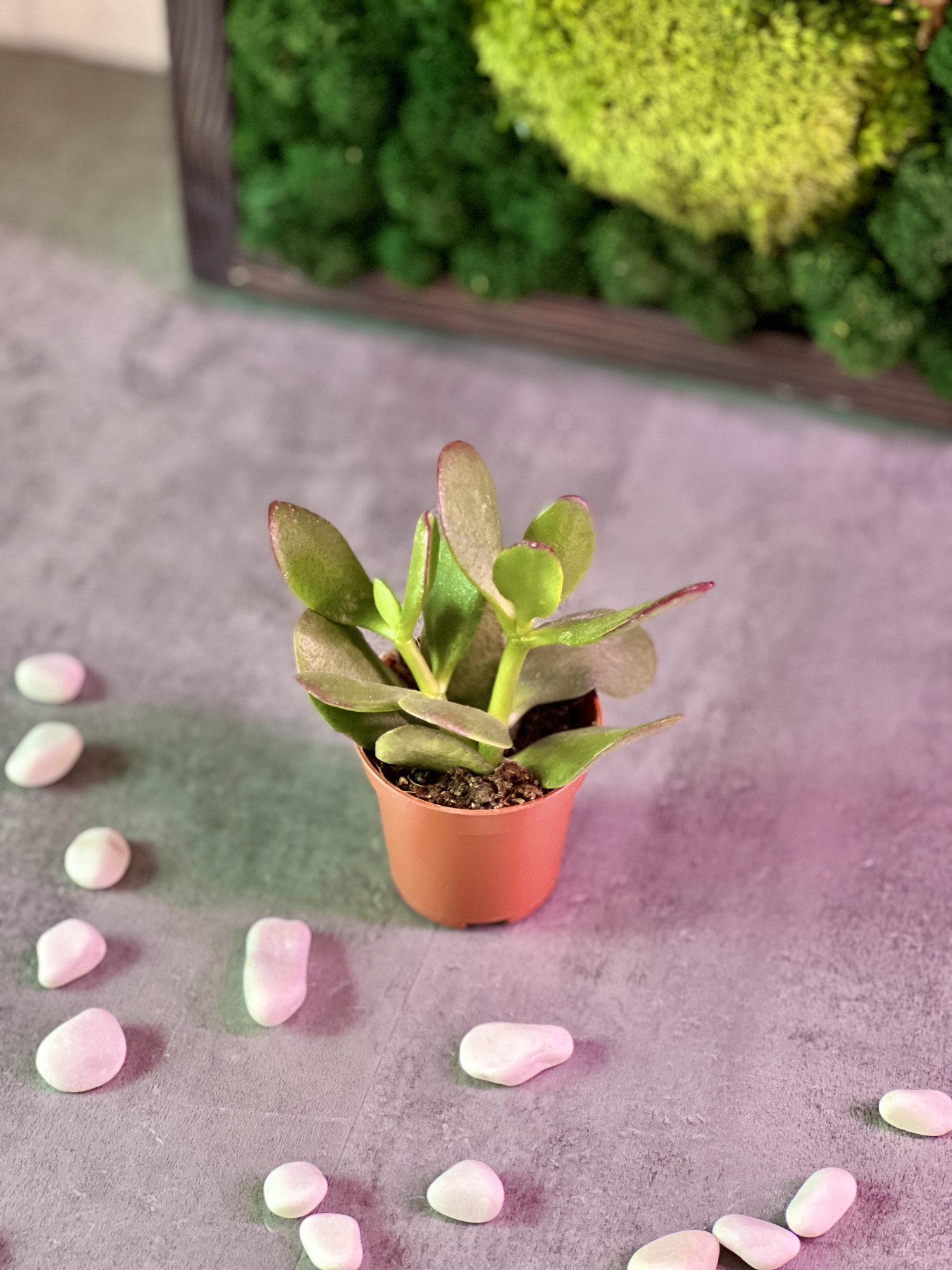 Толстянка Яйцевидная, или Денежное Дерево (Crassula Ovata) D5см