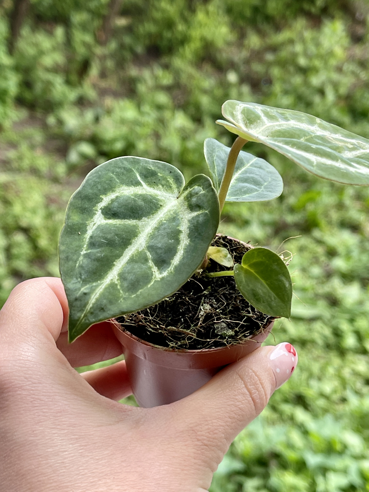 Антуриум Сильвер Блаш (Anthurium Silver Blush) D6см