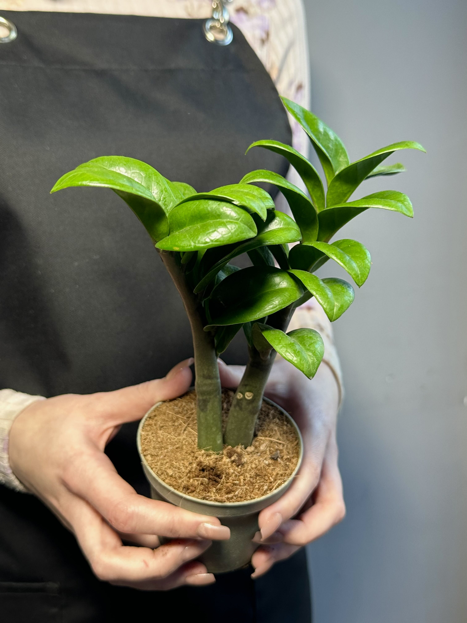Замиокулькас Зензи Жук (Zamioculcas Zenzi Bug) D9см