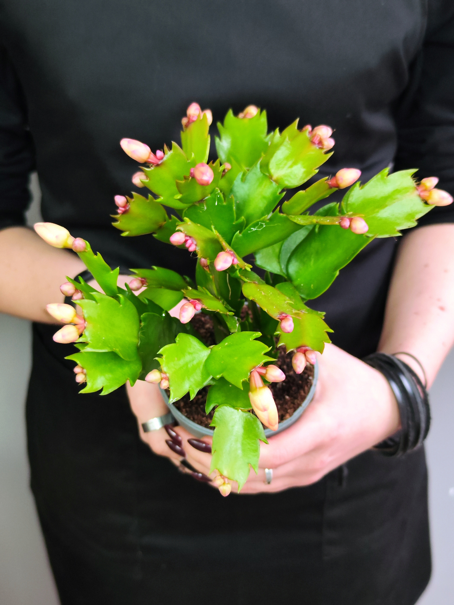 Декабрист Желтый, или Шлюмбергера (Schlumbergera Tendenza Yellow) D9см
