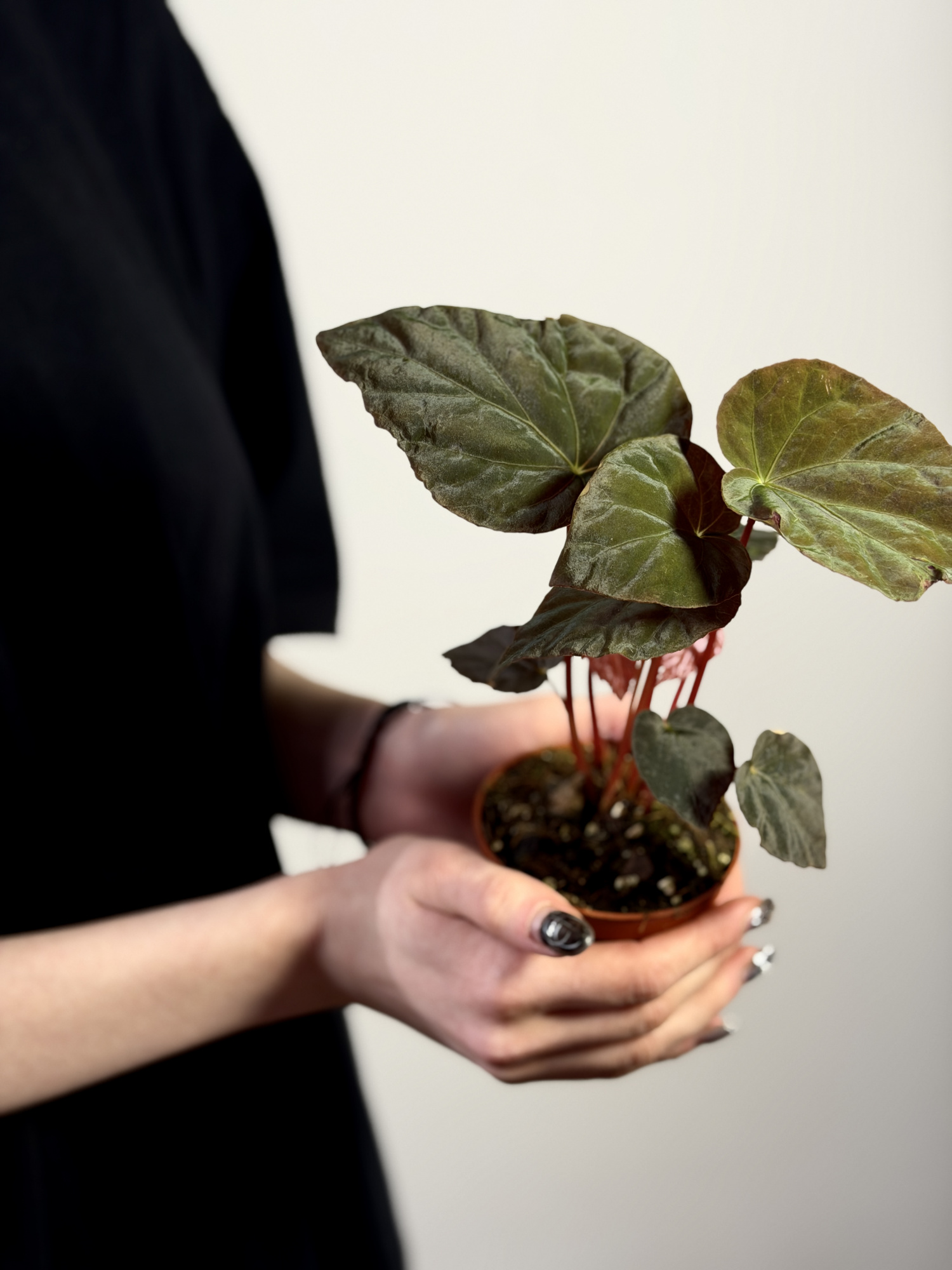 Бегония Павлинья (Begonia Pavonina) D8см