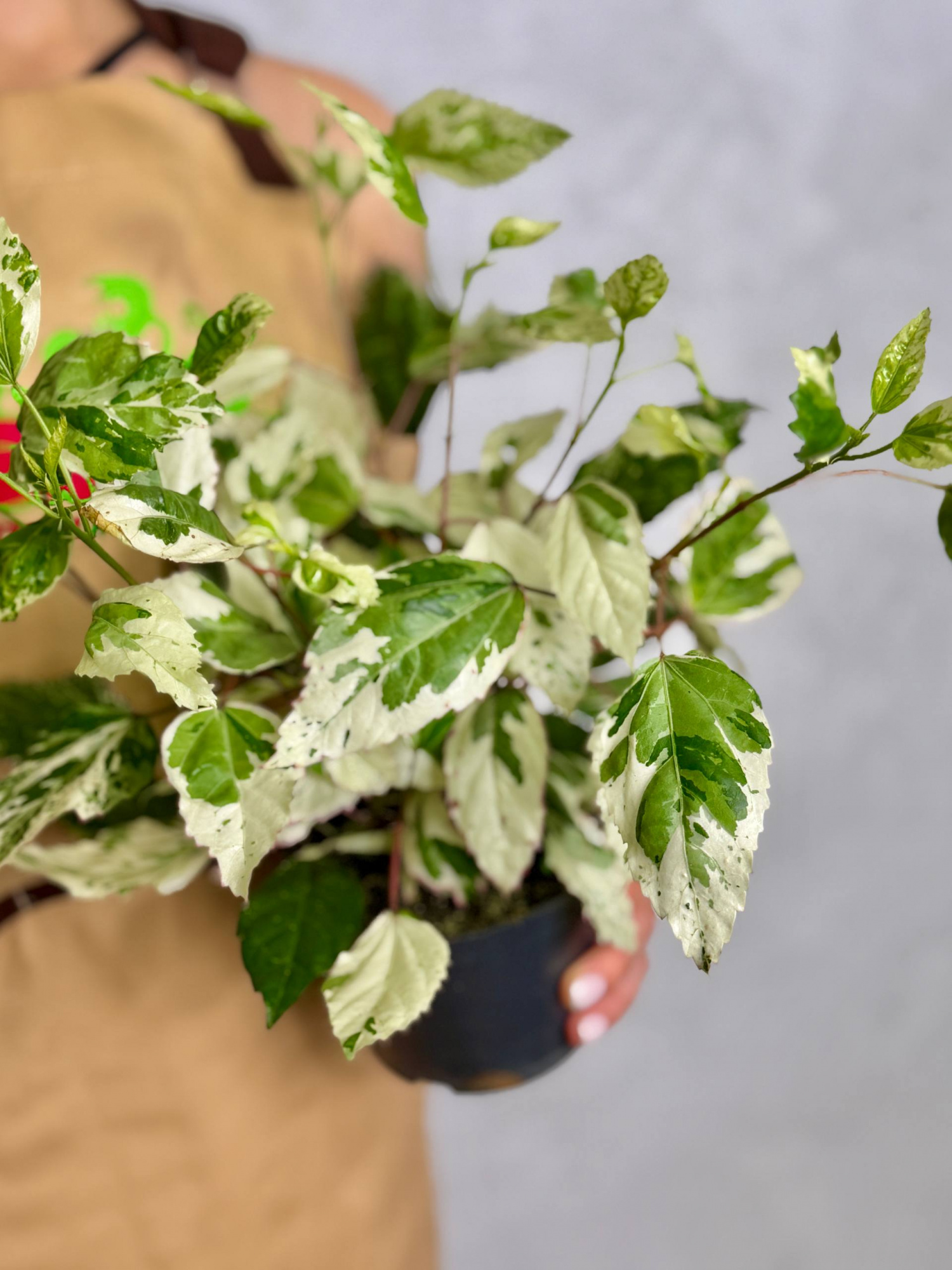 Гибискус Вариегатный (Hibiscus Rosa-Sinensis Variegata) D12см