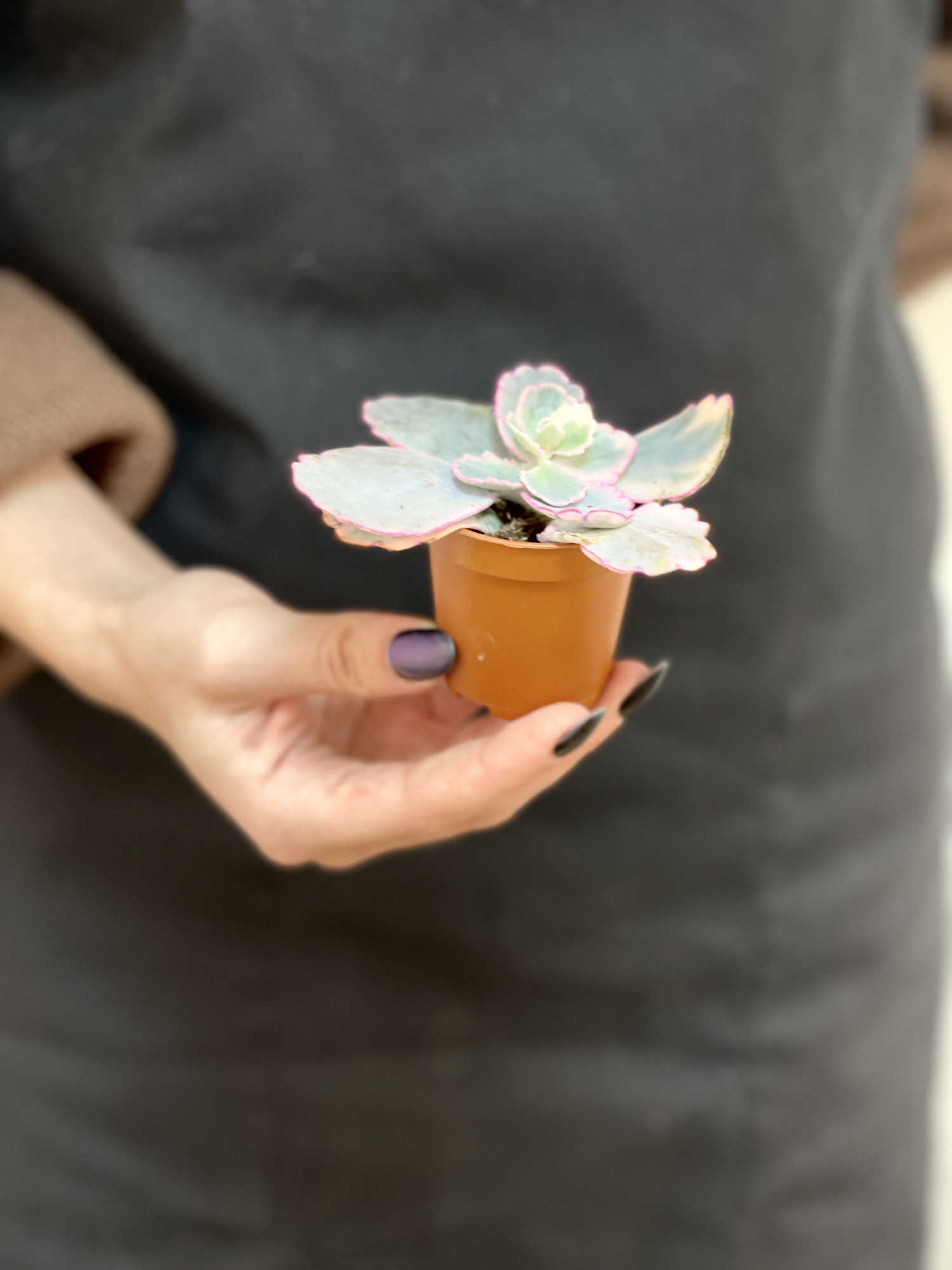 Каланхоэ Федченко Вариегатный (Kalanchoe Fedtschenkoi Variegata) D5см