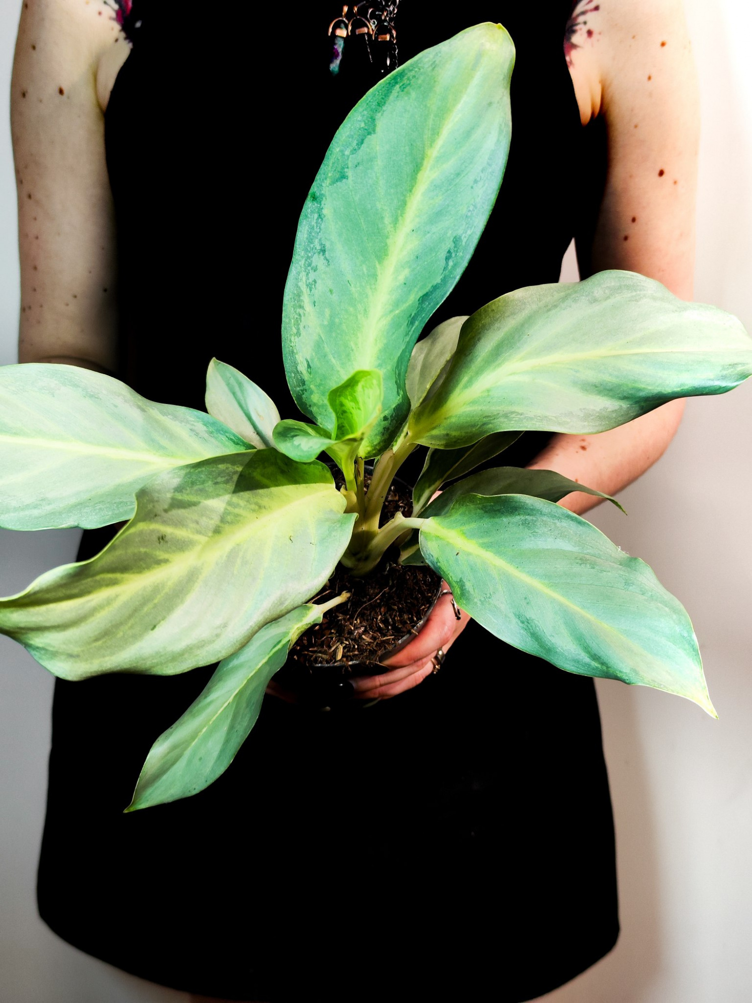 Аглаонема Аква Грин (Aglaonema Aqua Green) D12см