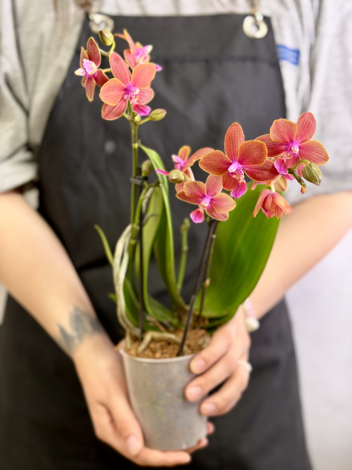 Фаленопсис Дасти Белл (Phalaenopsis Dusty Belle) D9см