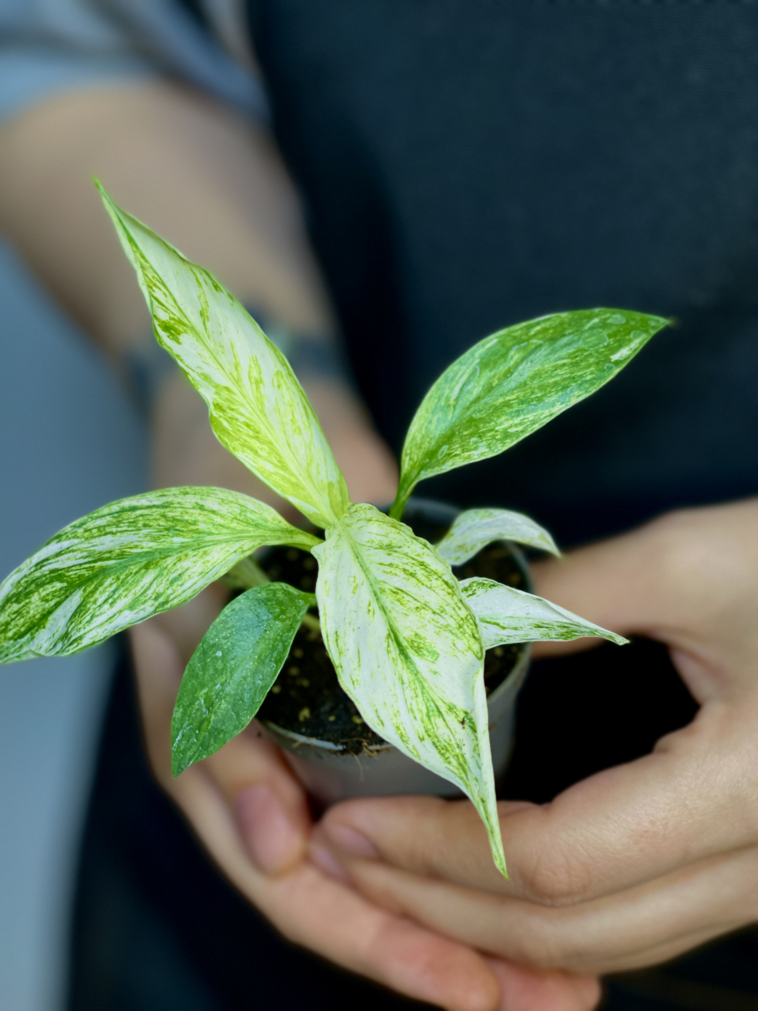 Спатифиллум Сенсация Вариегатный (Spathiphyllum Sensation Variegata) D6см