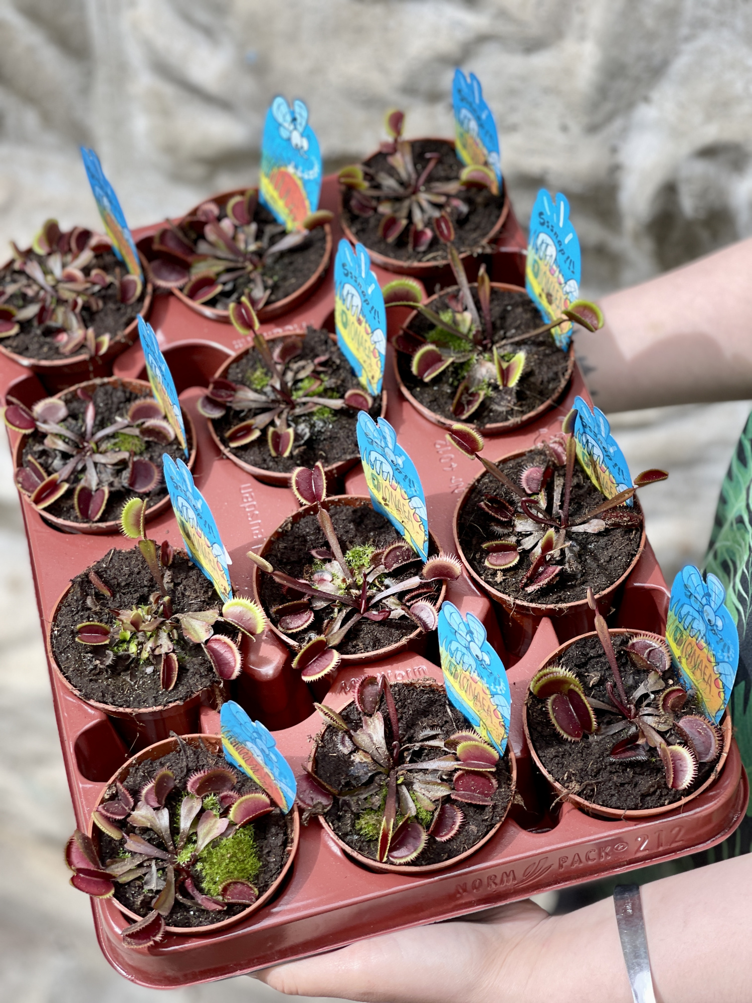 Венерина Мухоловка "Красный Дракон" (Dionaea Muscipula Red Dragon) D9см