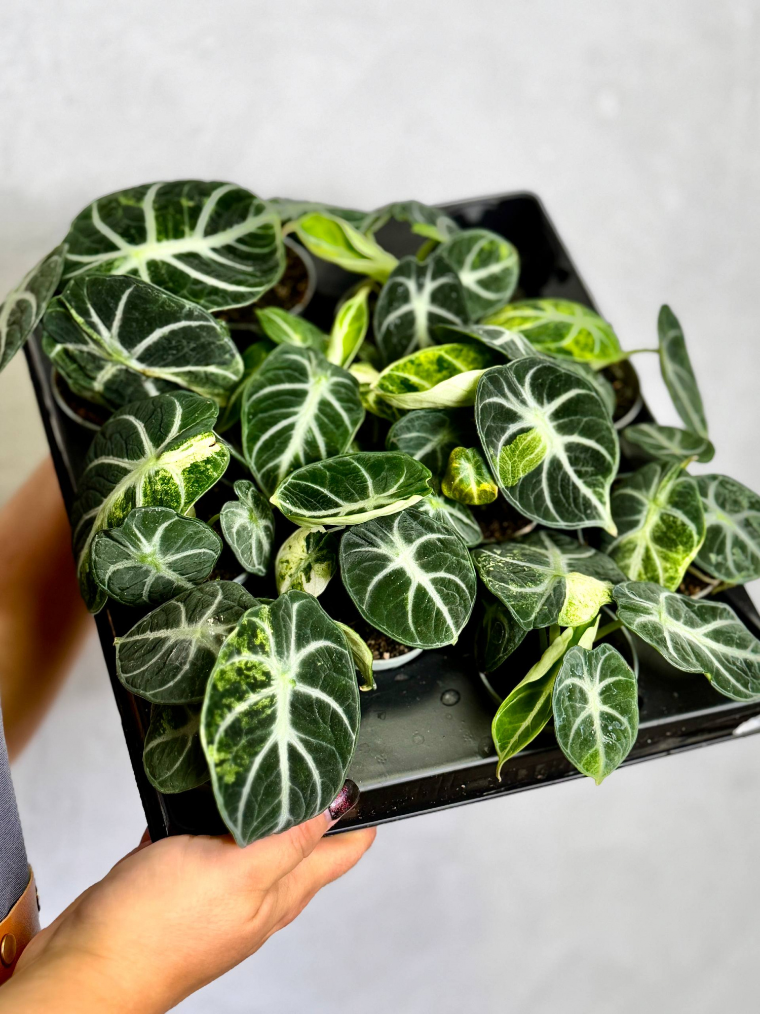 Алоказия Ниндзя Вариегатная (Alocasia Ninja Variegated) D6см