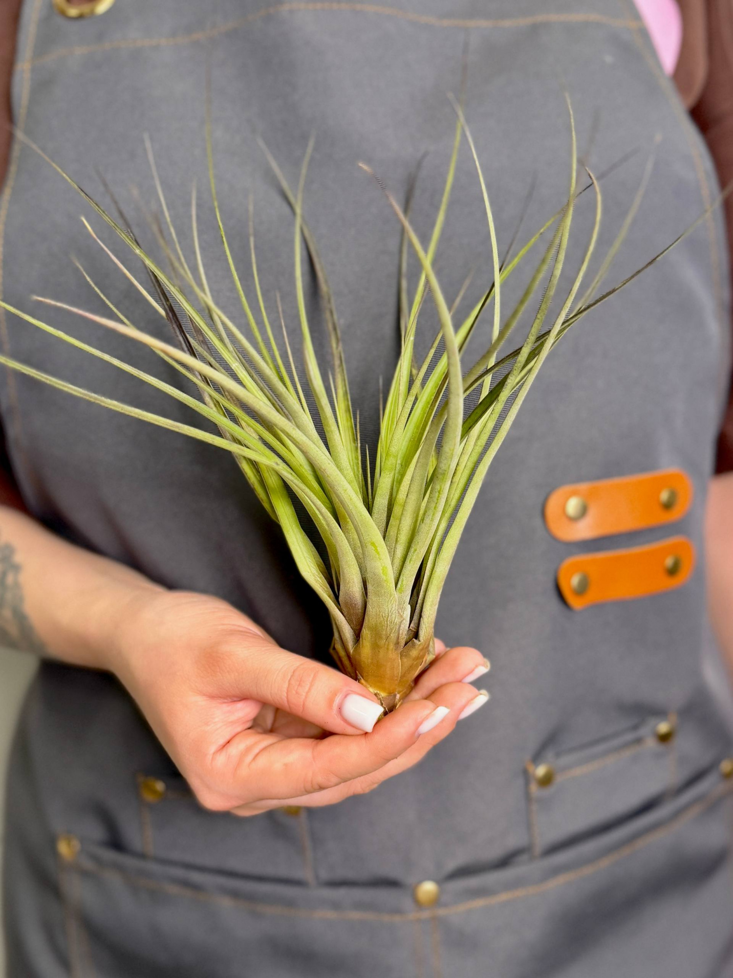 Тилландсия Капитата Блэк XL (Tillandsia Capitata Black XL)