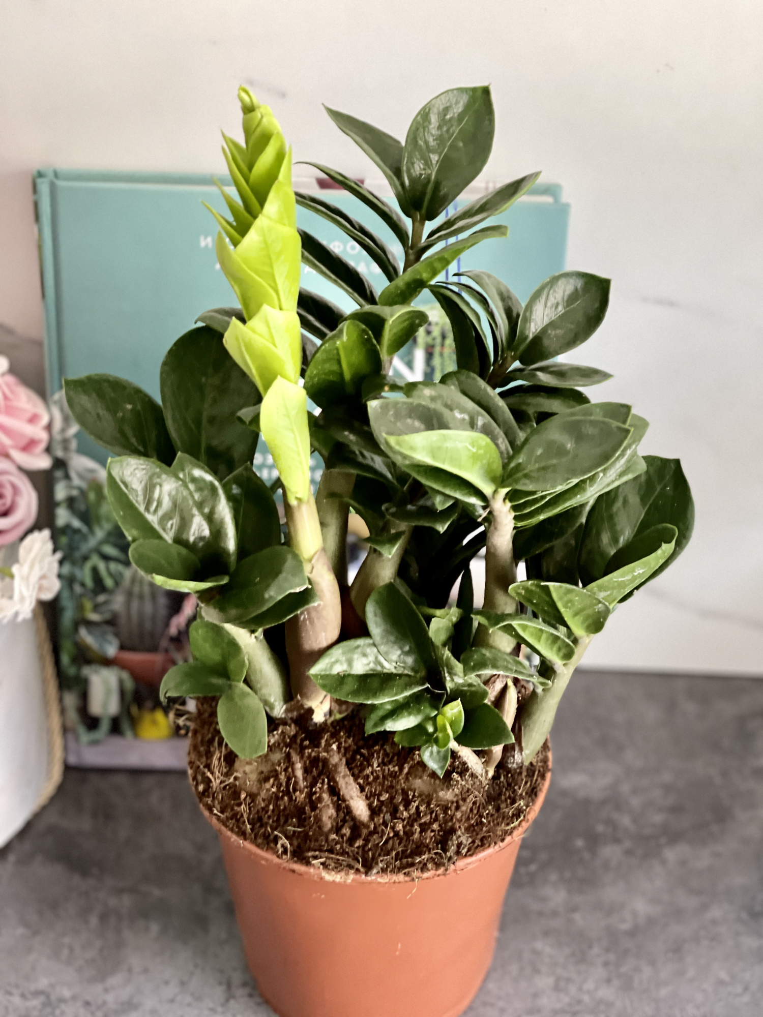 Замиокулькас Зензи (Zamioculcas Zenzi) D14см