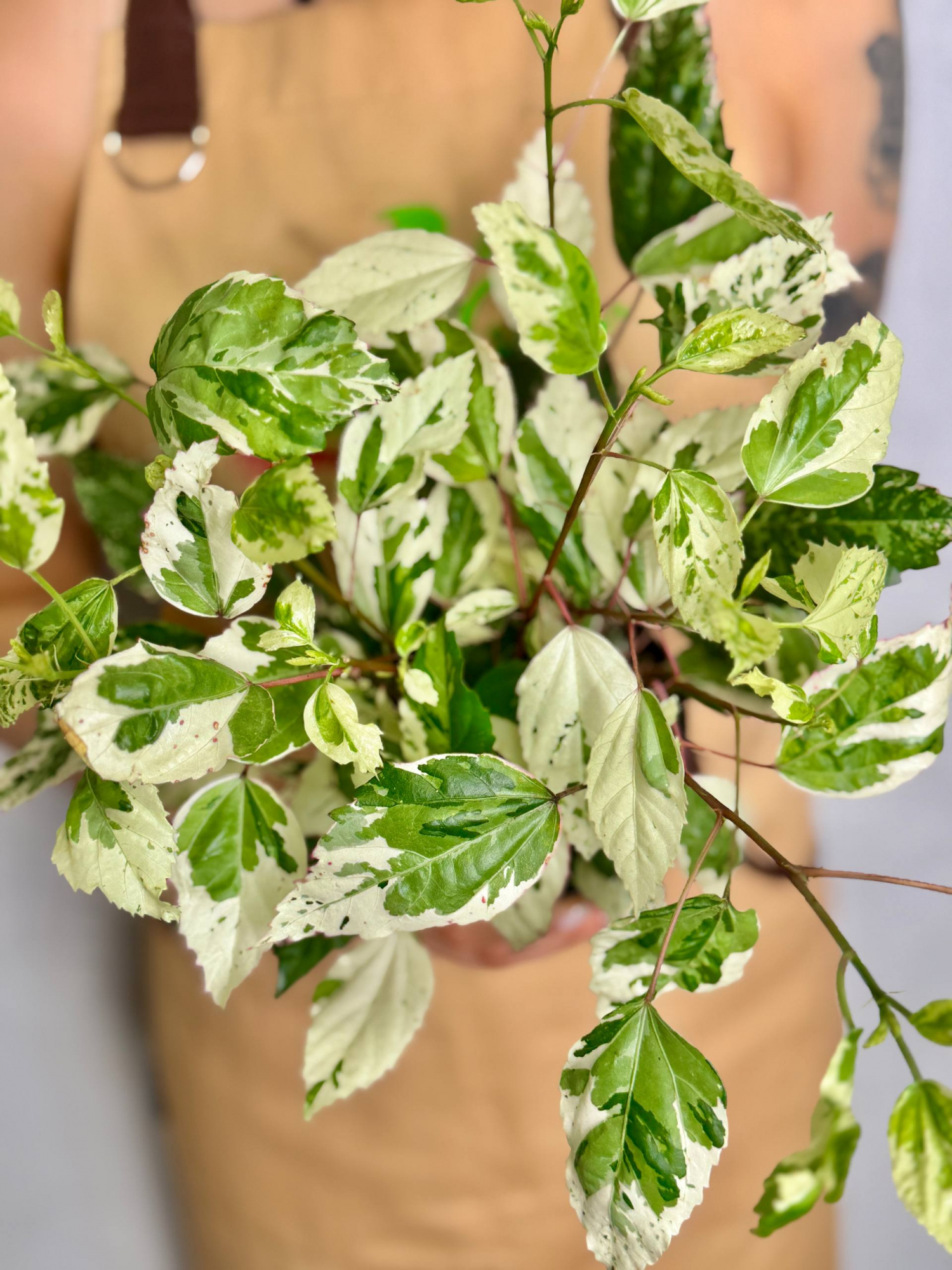 Гибискус Вариегатный (Hibiscus Rosa-Sinensis Variegata) D12см