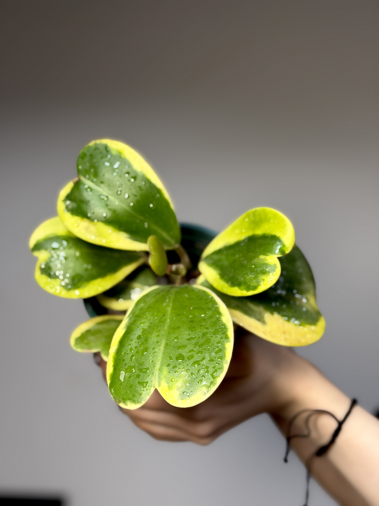 Хойя Керри Вариегатная, Куст (Hoya Kerrii Variegated) D11см