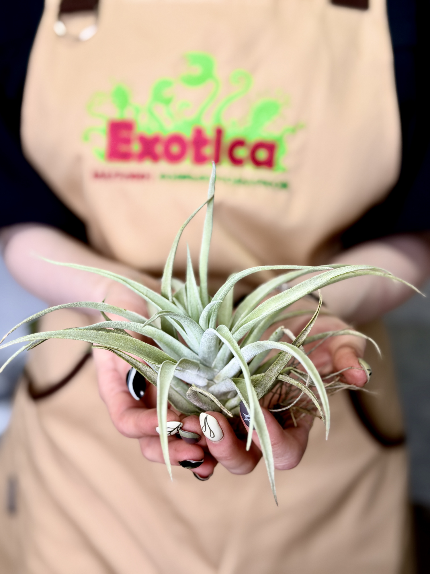 Тилландсия Грин Капитата XL (Tillandsia Green Capitata XL)