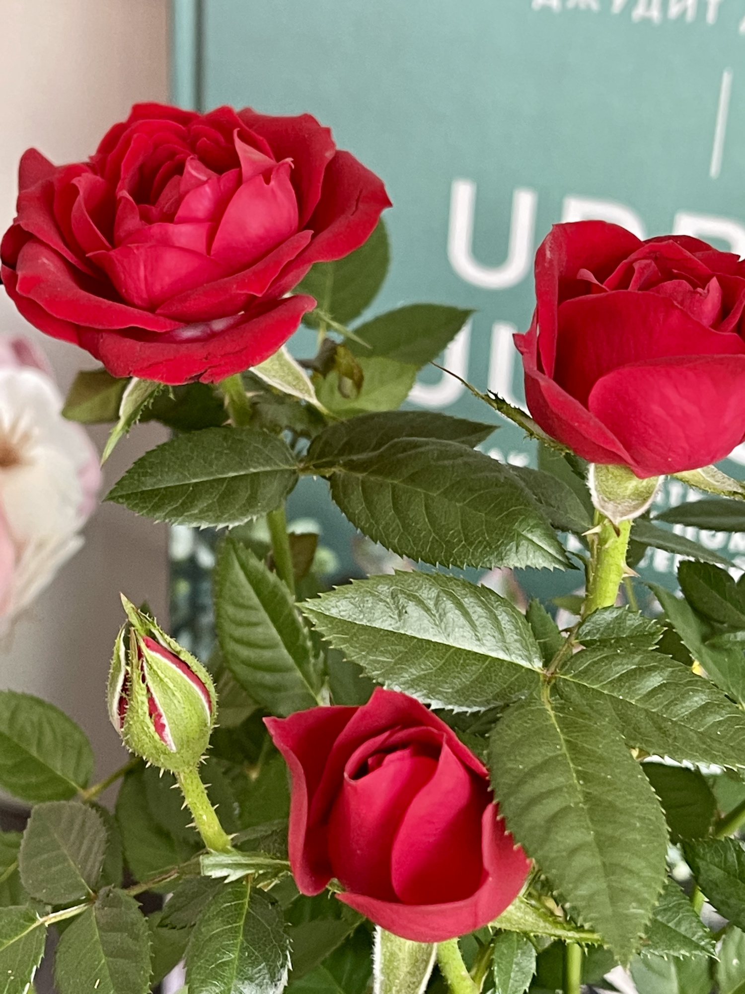 Роза красная комнатная (Rose Red) D9см