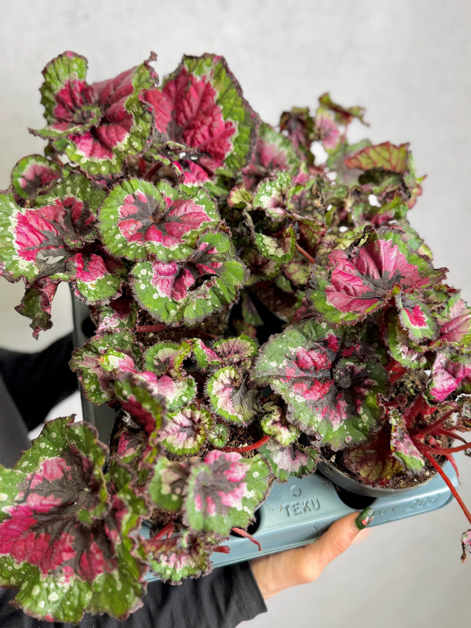 Бегония Макарена (Begonia Rex Macarena) D12см