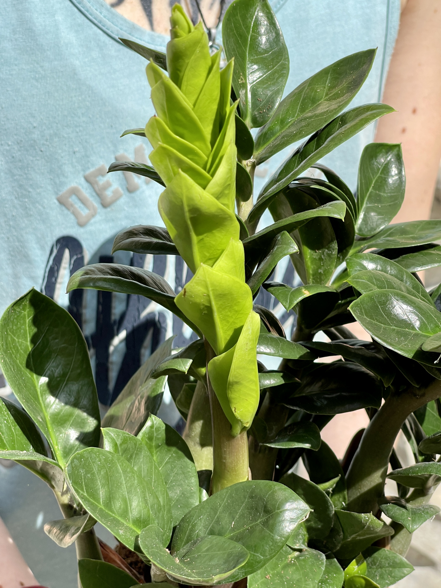 Замиокулькас Зензи (Zamioculcas Zenzi) D14см