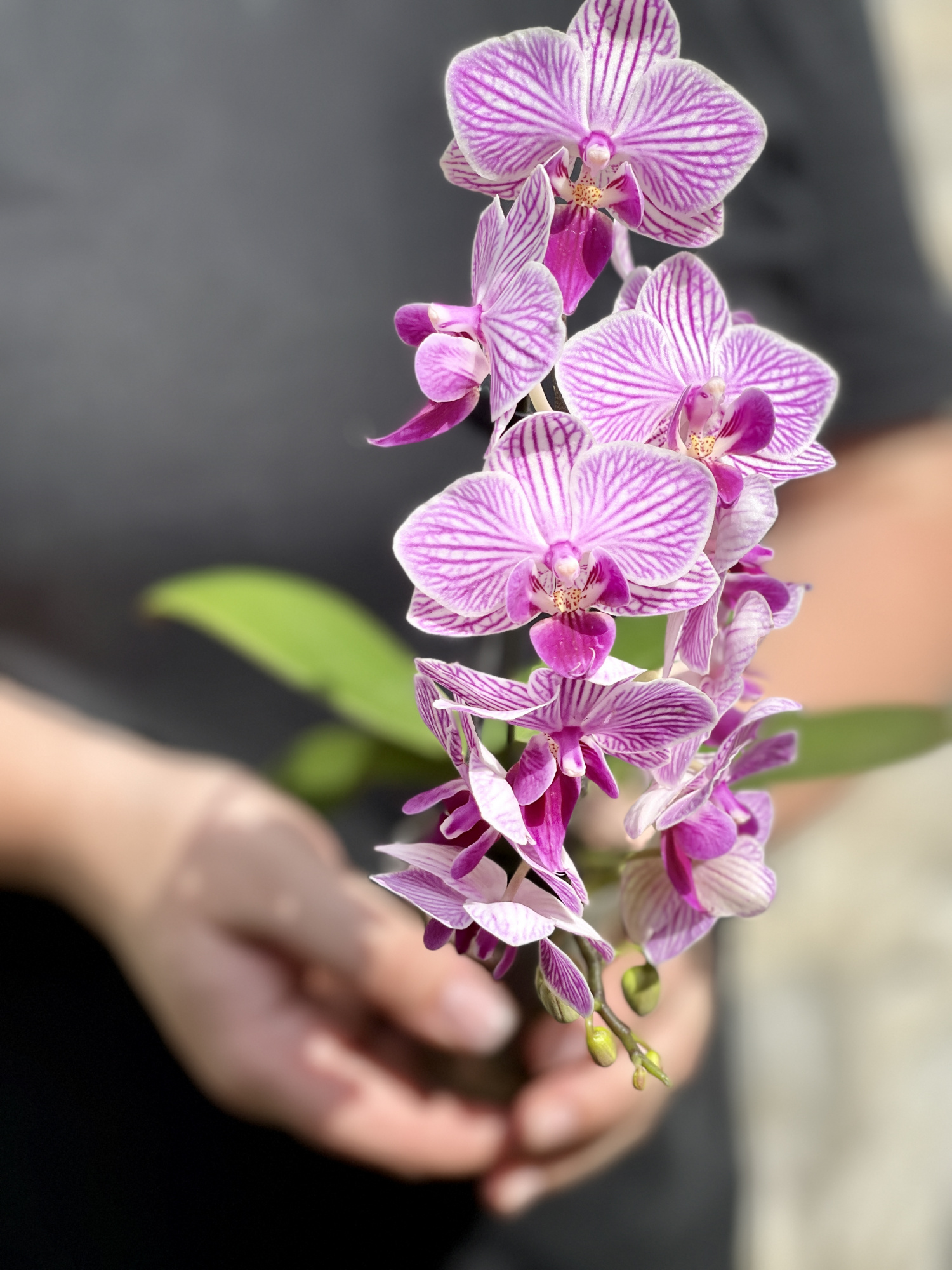 Орхидея Фаленопсис Мини Пурпурная Пестрая (Phalaenopsis Multiflora) D6см