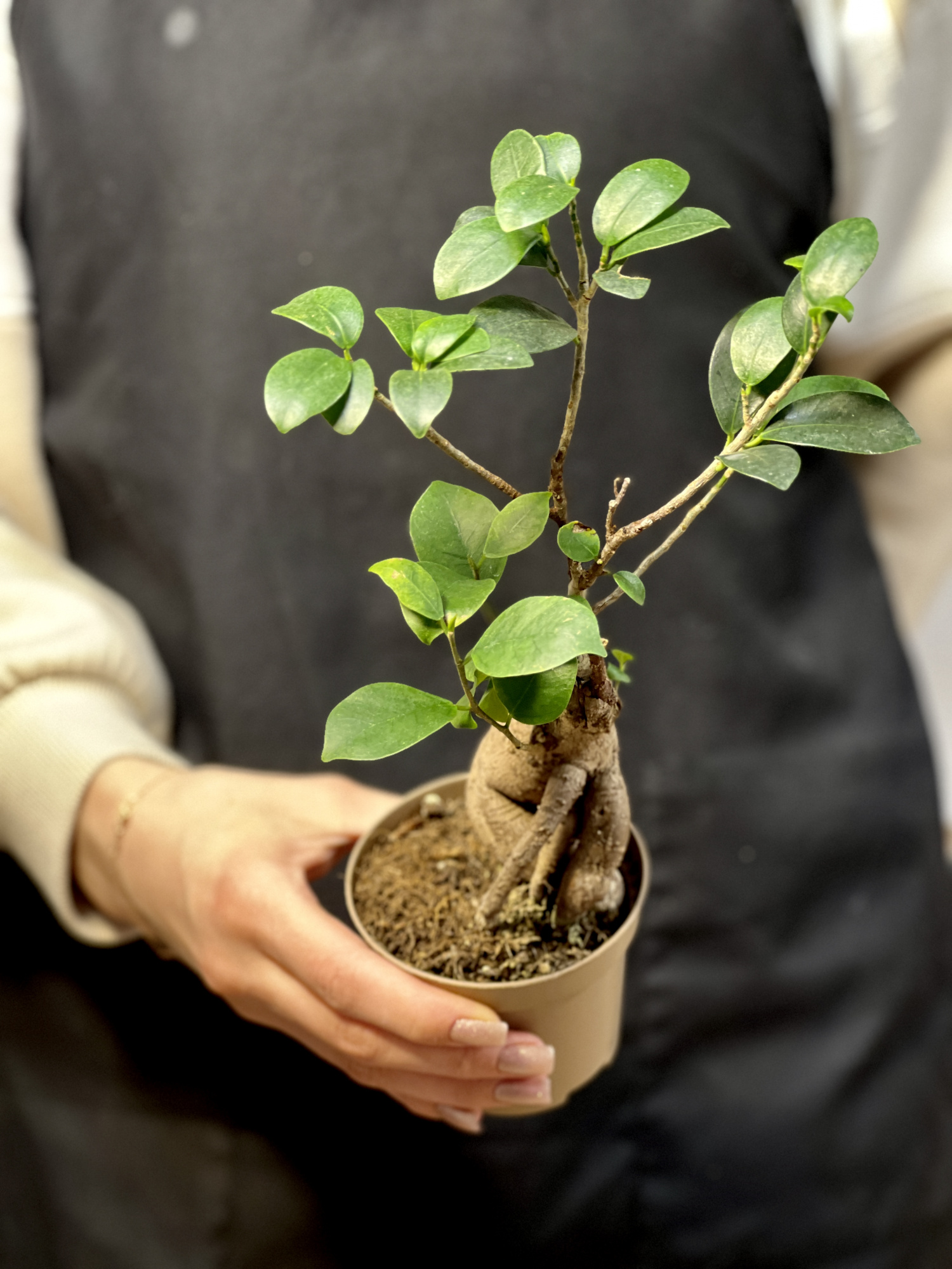 Бонсай Фикус микрокарпа (Ficus microcarpa) D11см (уцененный)