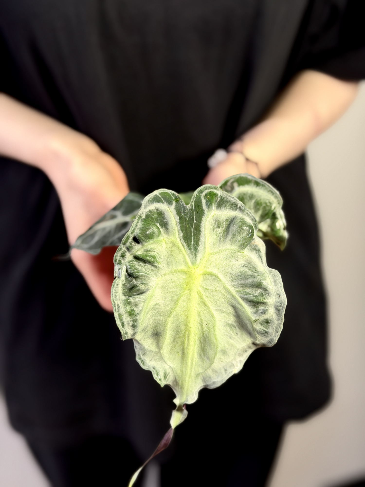 Алоказия Веном (Alocasia Venom) D8см