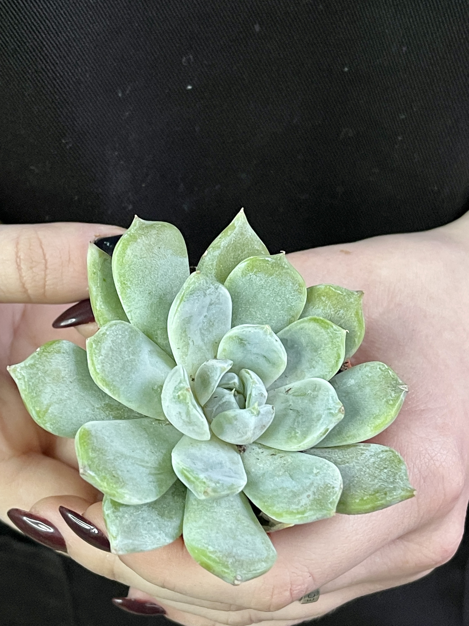 Эхеверия Сноу Банни (Echeveria Snow Bunny) D5см