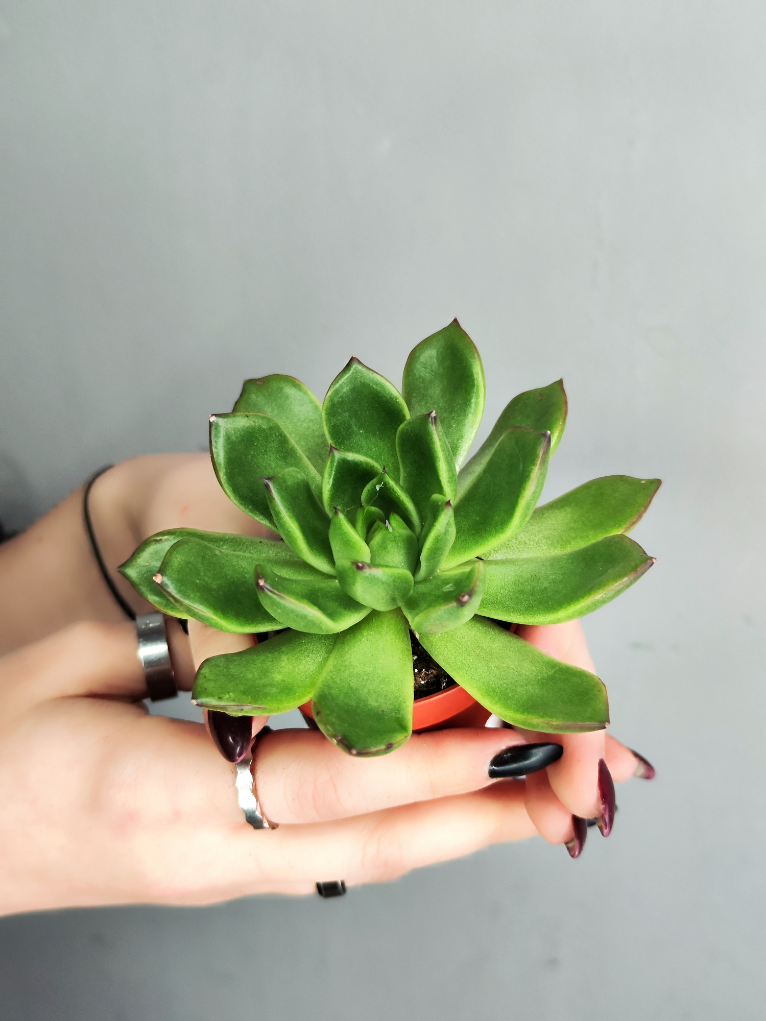 Эхеверия Агавовидная (Echeveria Agavoides) D5см